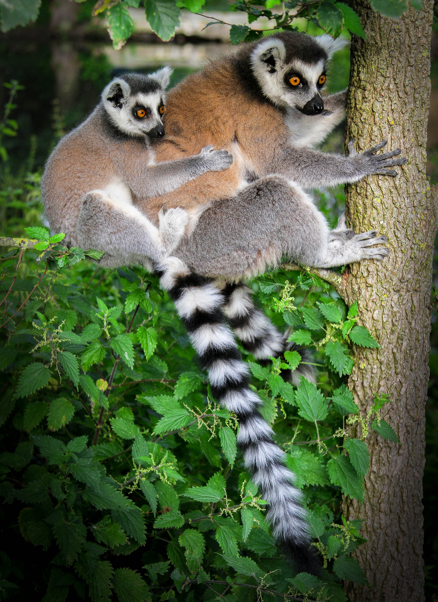 Canon EF-S 17-85mm F4-5.6 IS USM sample photo. Ring tailed lemur photography