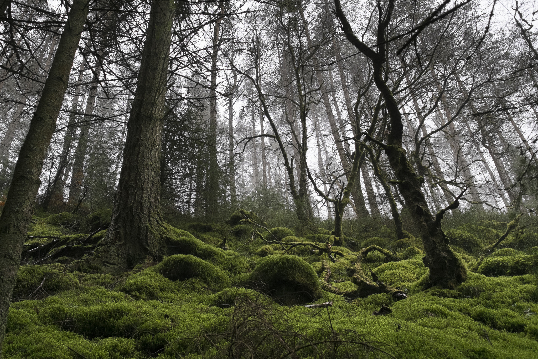 Fujifilm X-E1 + Fujifilm XF 14mm F2.8 R sample photo. Forest greens photography