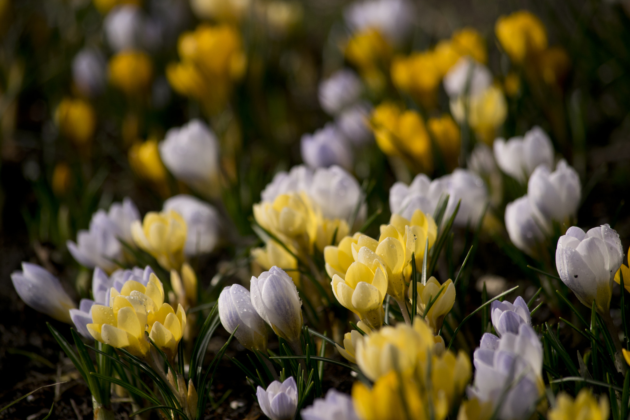 Nikon AF-S Nikkor 400mm F2.8D ED-IF II sample photo. Spring photography