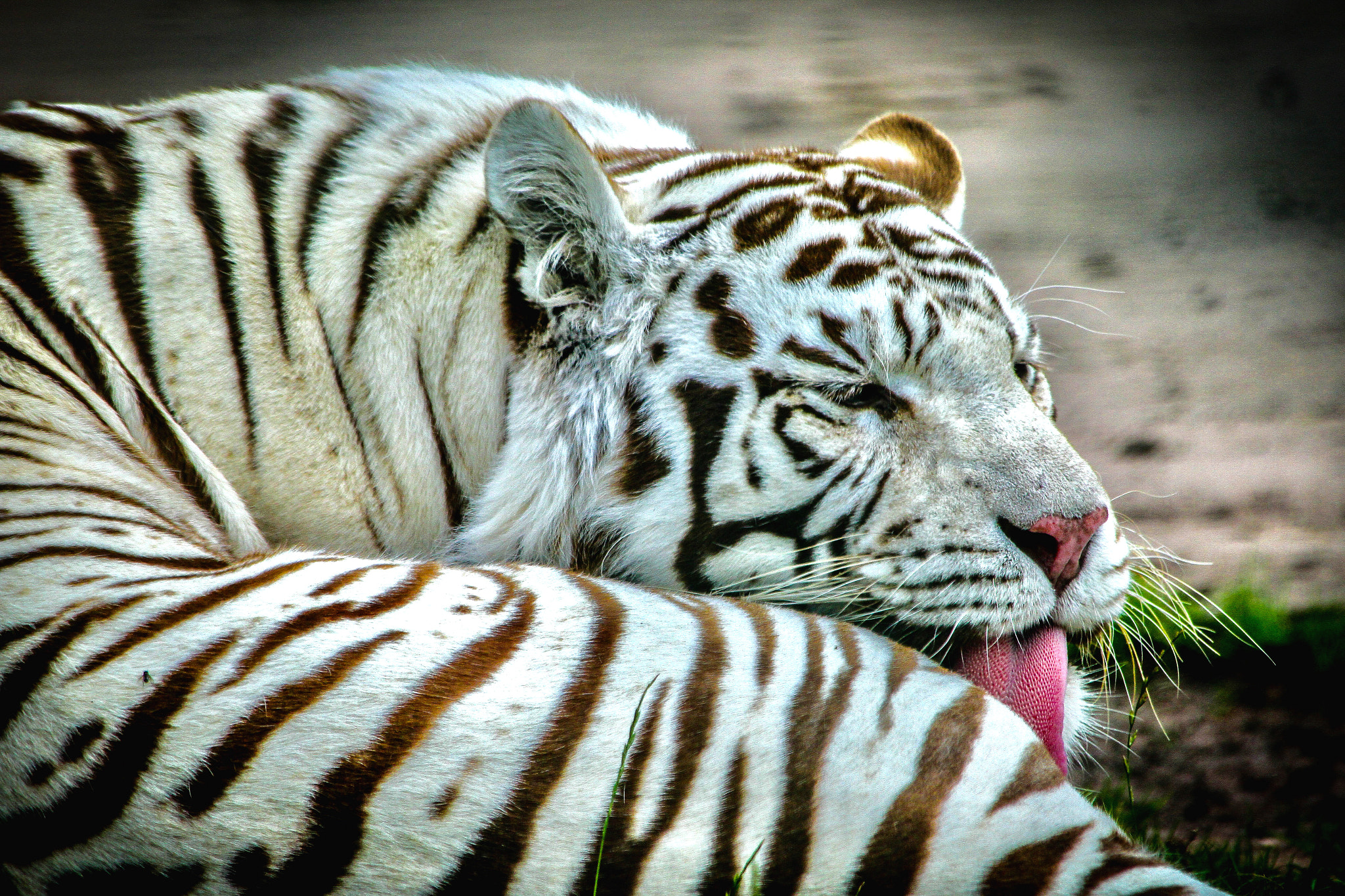 Canon EF 70-300mm F4-5.6 IS USM sample photo. White tiger photography