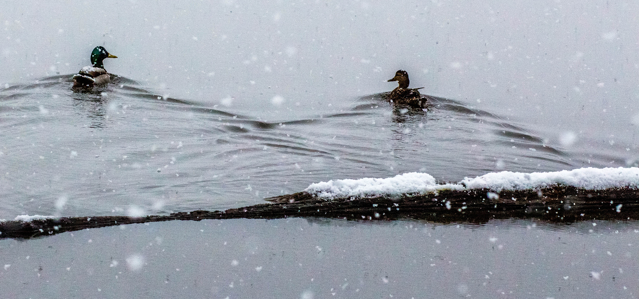 Canon EF 85mm F1.8 USM sample photo. Snowy ducks photography