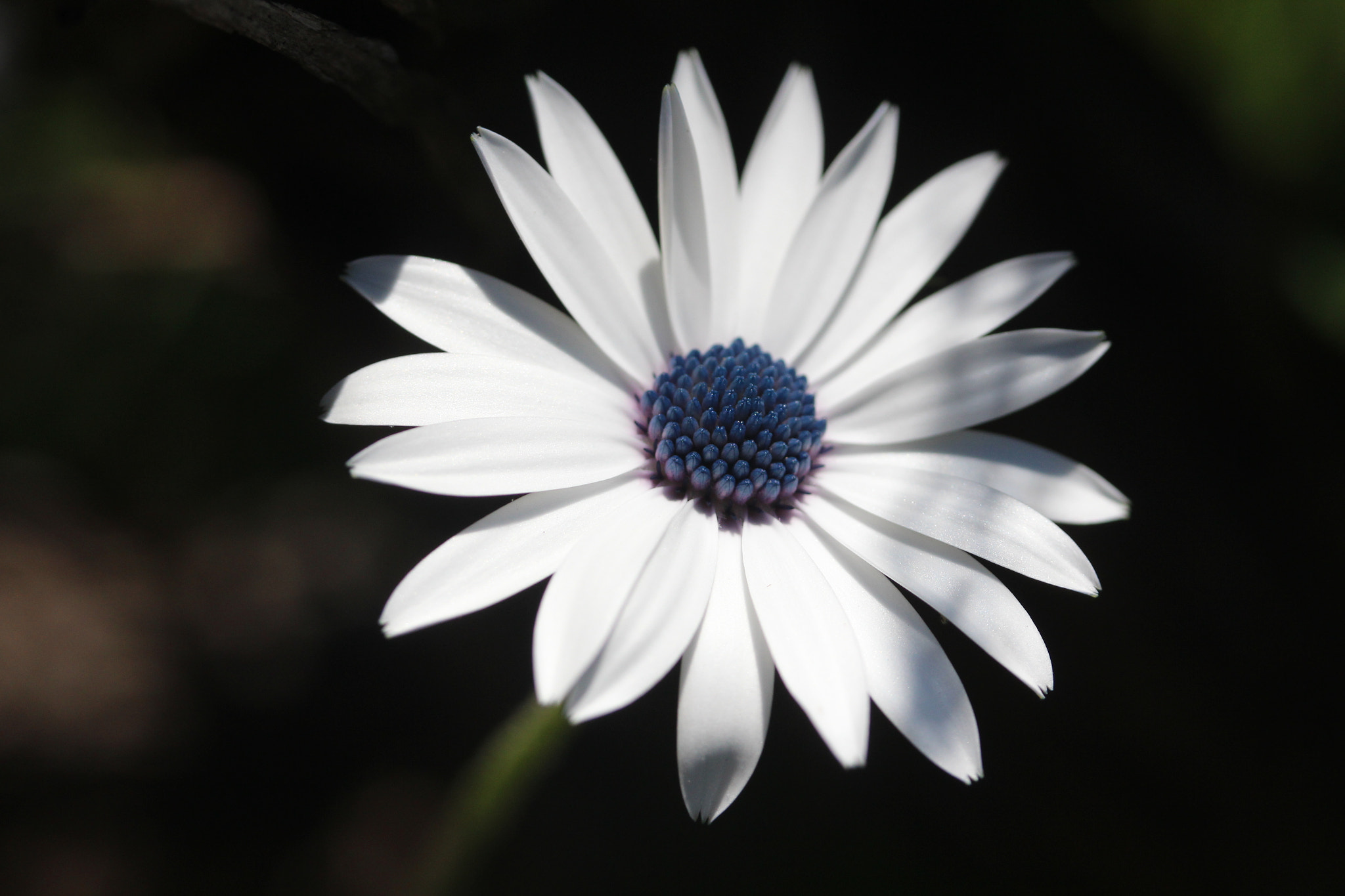 Canon EF-S 60mm F2.8 Macro USM sample photo. Img photography