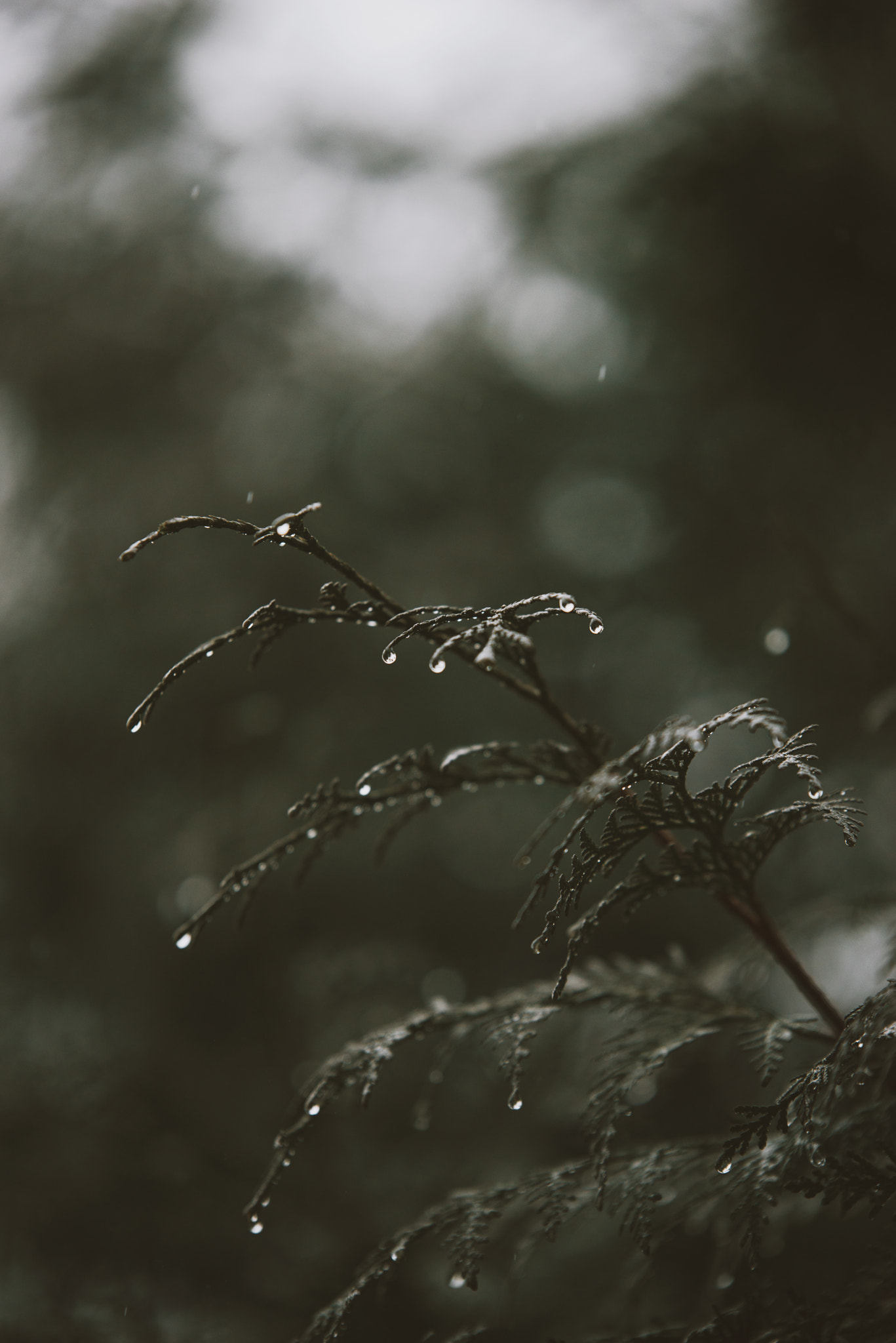 Tamron SP 70-200mm F2.8 Di VC USD sample photo. Rain rain go away...  - 10/52 2017 photography