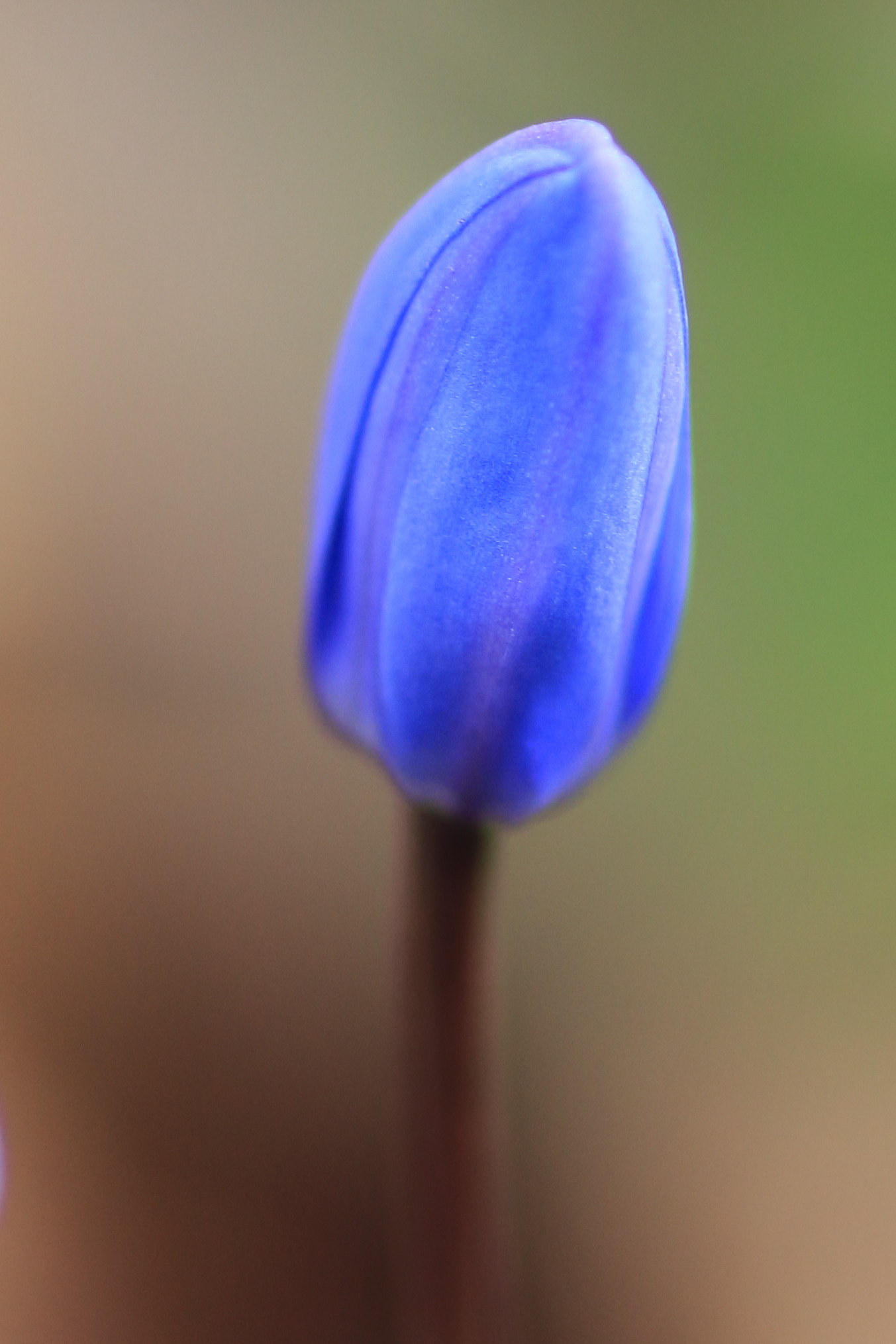Canon EOS 600D (Rebel EOS T3i / EOS Kiss X5) + Tamron SP AF 90mm F2.8 Di Macro sample photo. Traubenhyazinthe photography