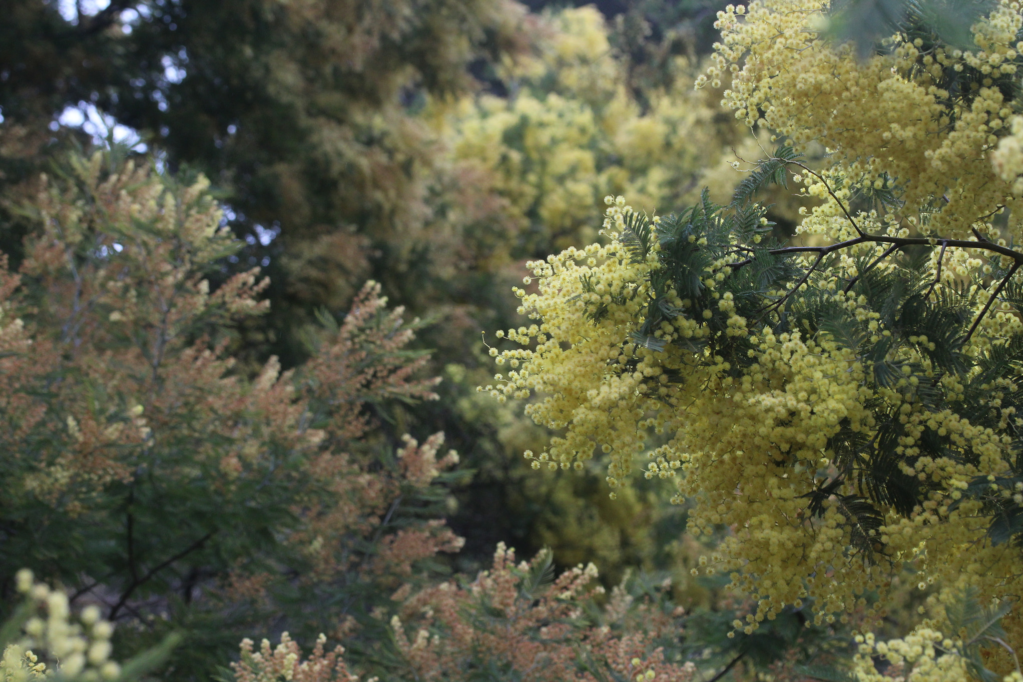Canon EF-S 60mm F2.8 Macro USM sample photo. Img photography