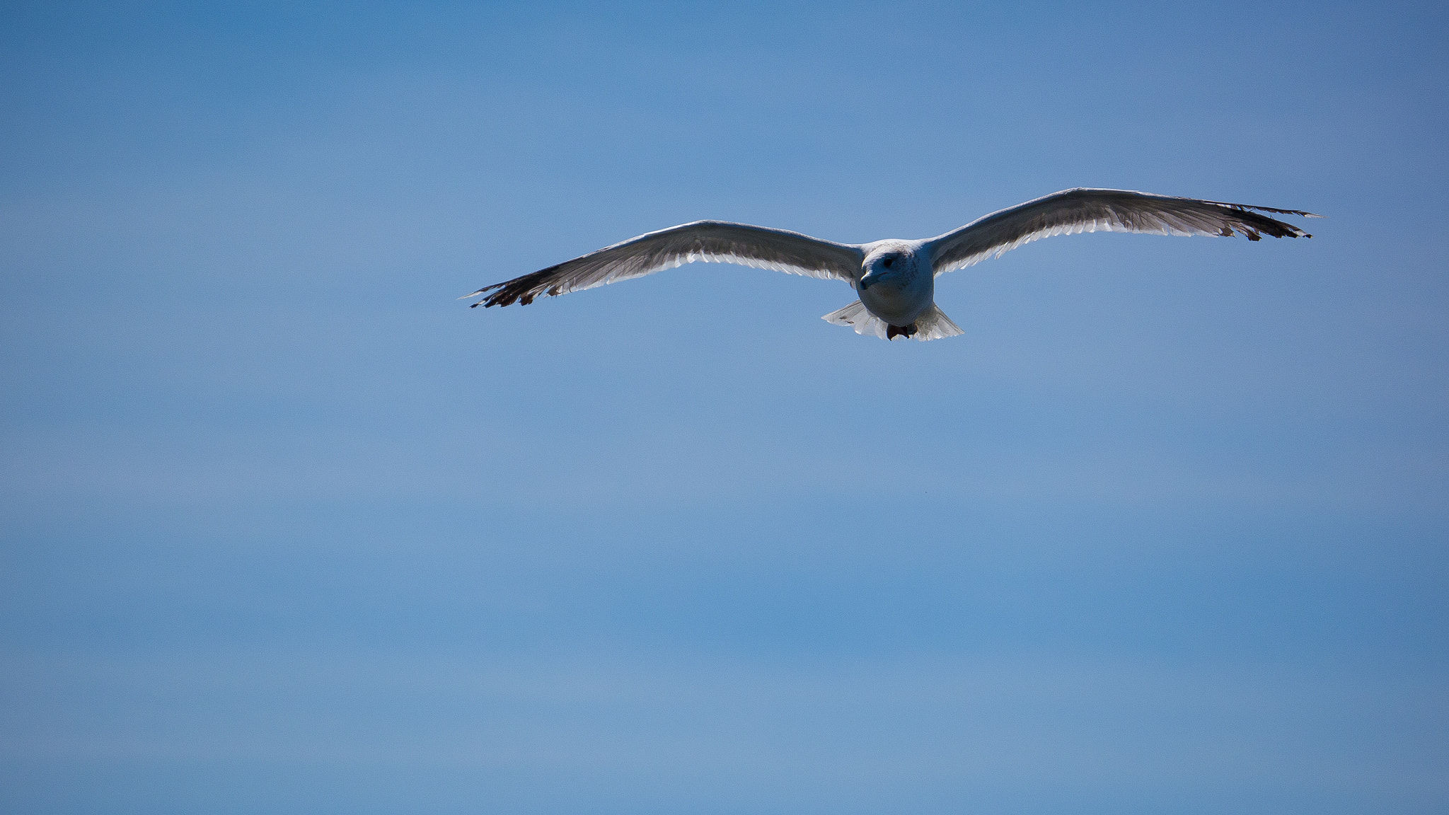 LUMIX G VARIO 45-150/F4.0-5.6 sample photo. Bird flying photography
