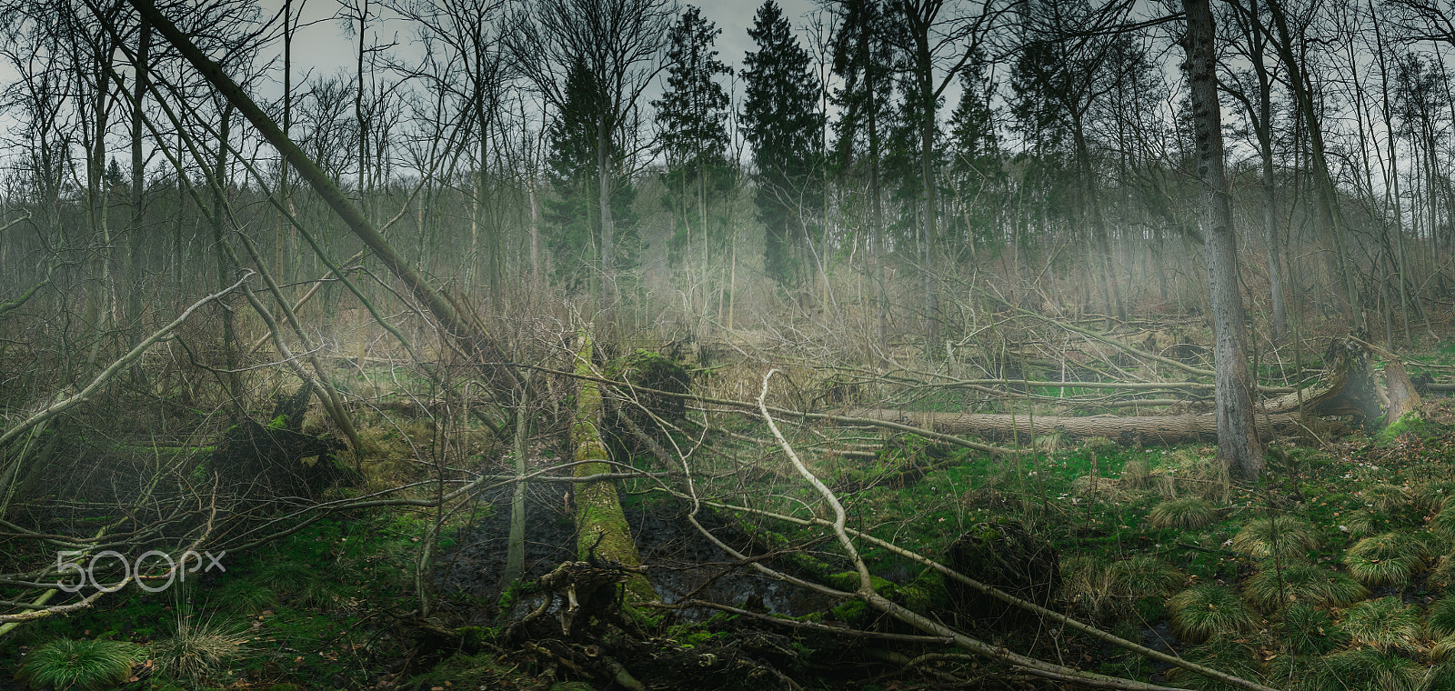 Sigma 17-50mm F2.8 EX DC OS HSM sample photo. Fallen tree photography