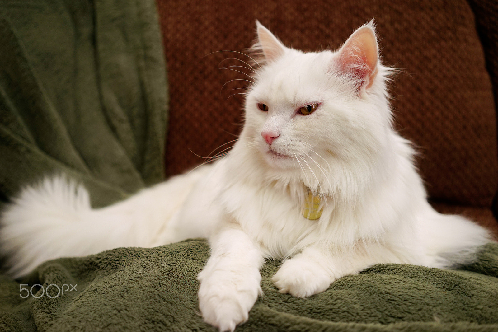 Sony a7 + Sony Sonnar T* FE 35mm F2.8 ZA sample photo. Cat in repose photography