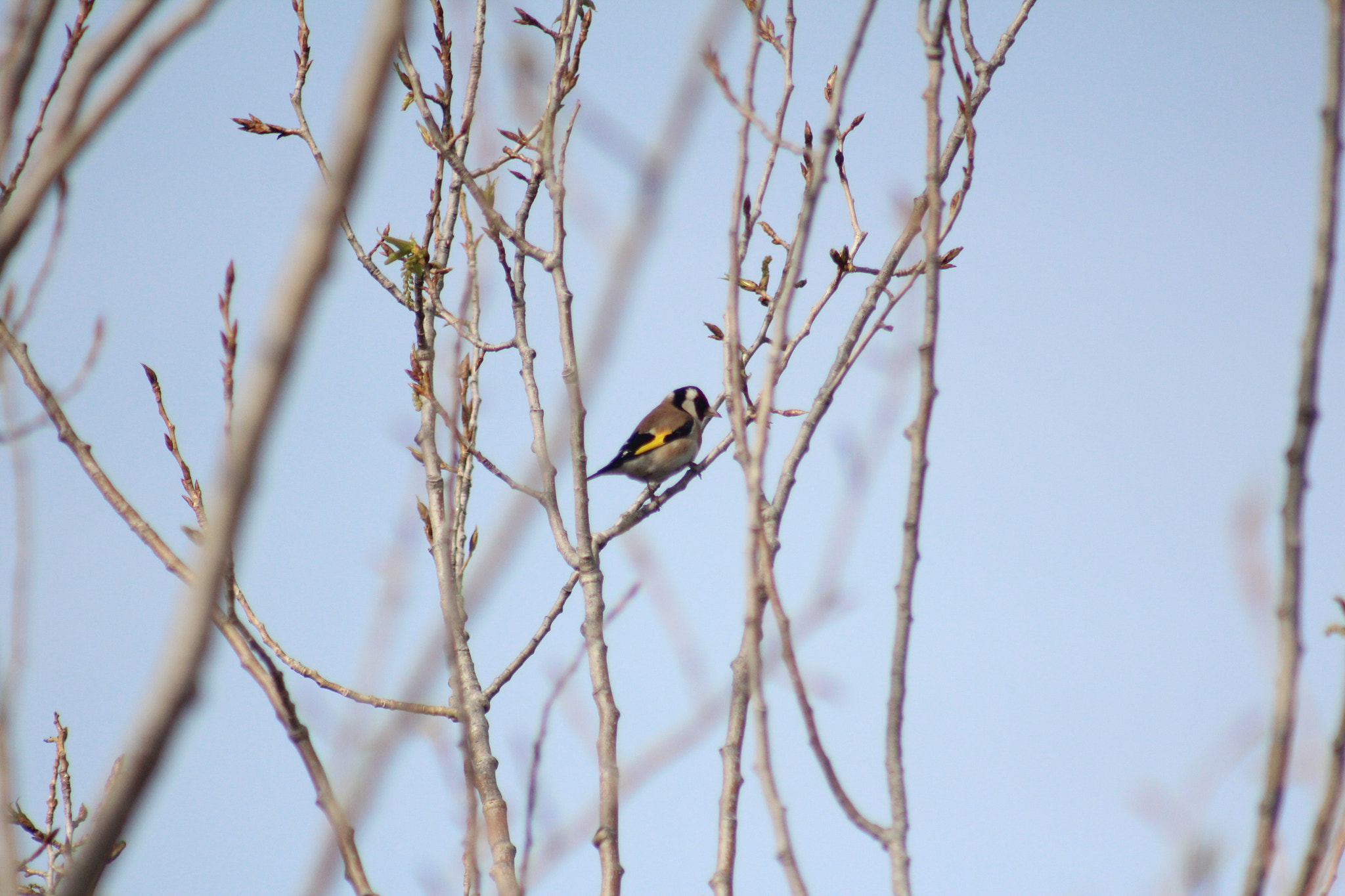 Canon EF 75-300mm f/4-5.6 USM sample photo. Img photography