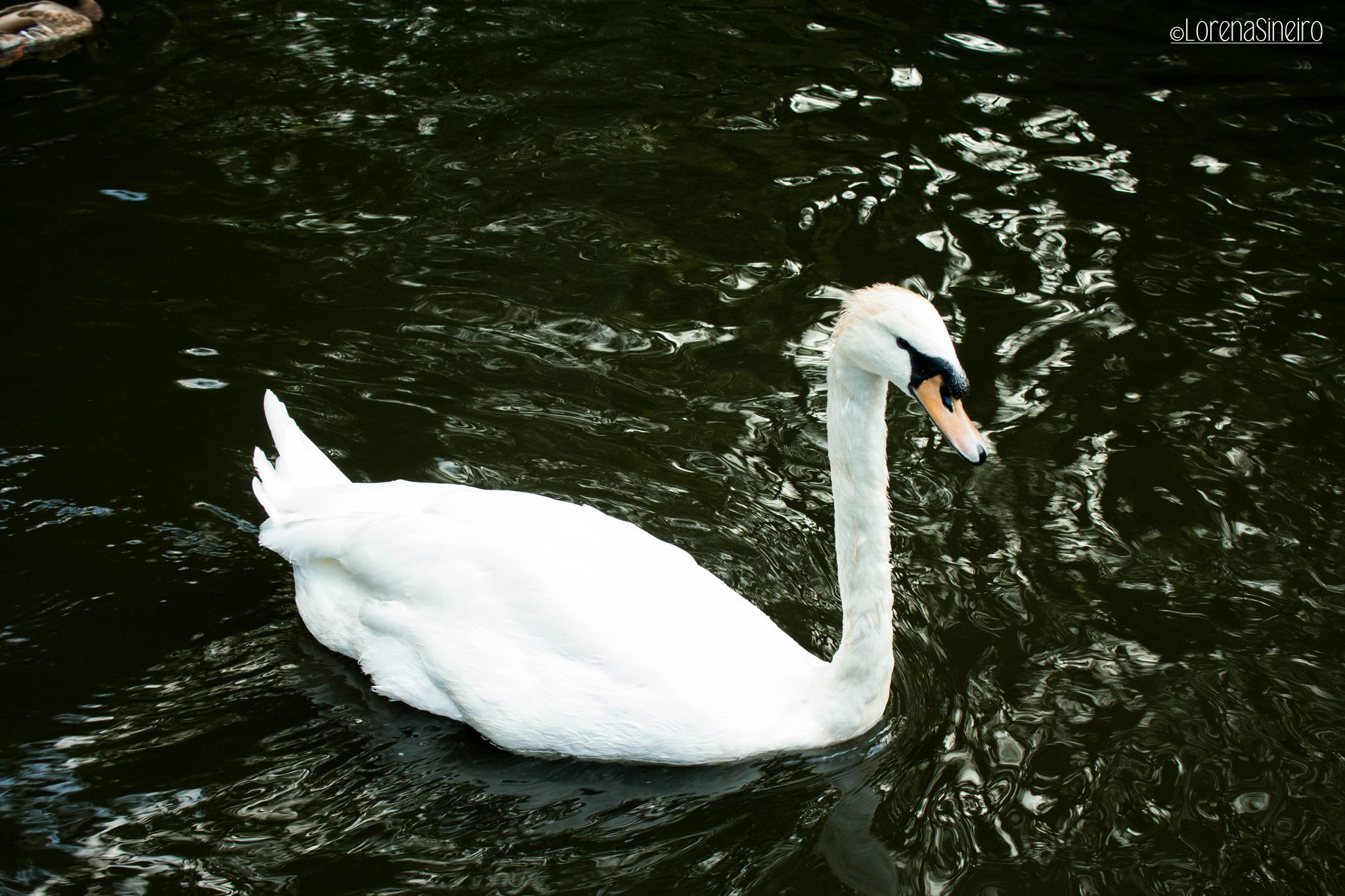 Canon EOS 1000D (EOS Digital Rebel XS / EOS Kiss F) sample photo. Swimming swan photography