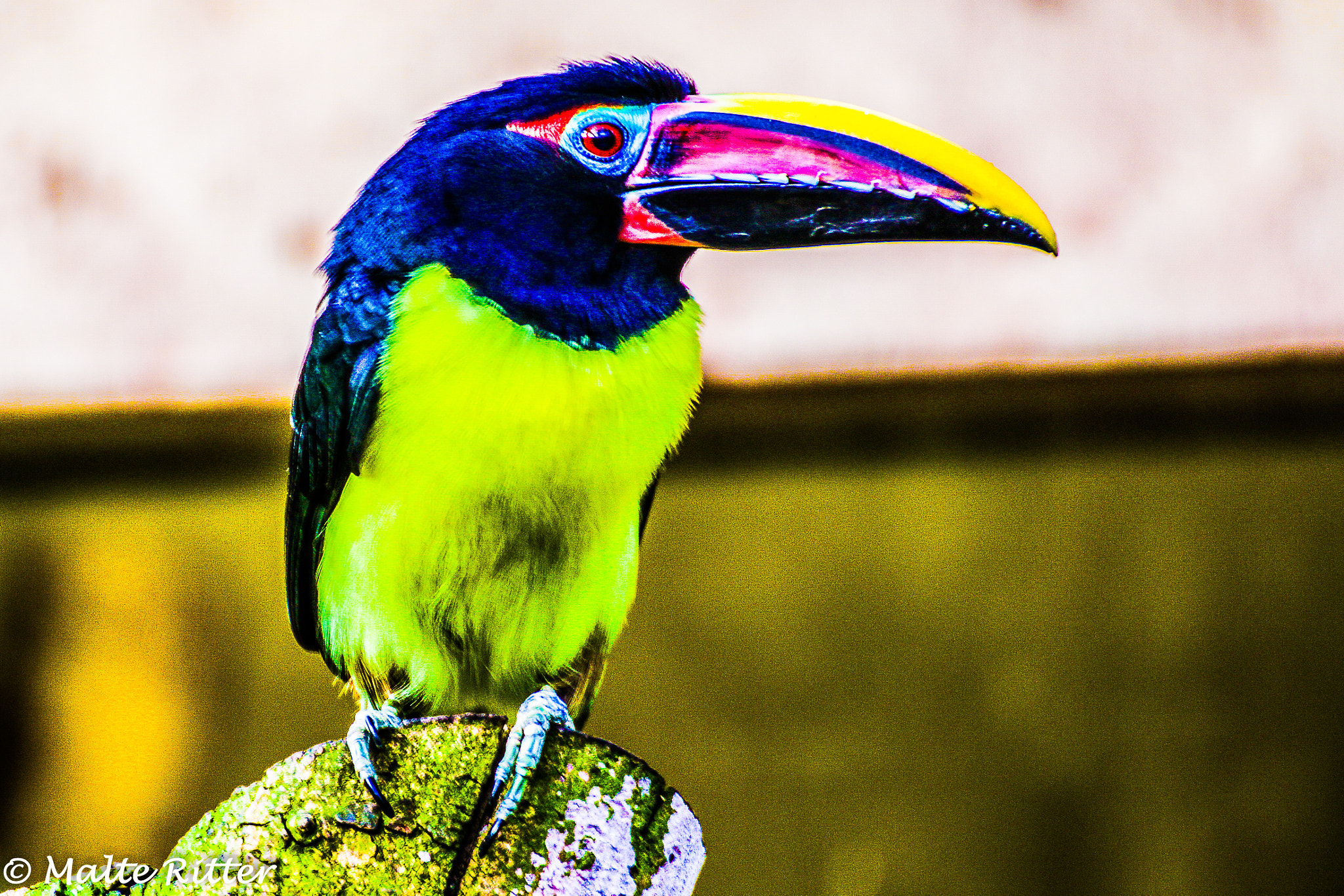 Tamron SP 35mm F1.8 Di VC USD sample photo. Tucan photography