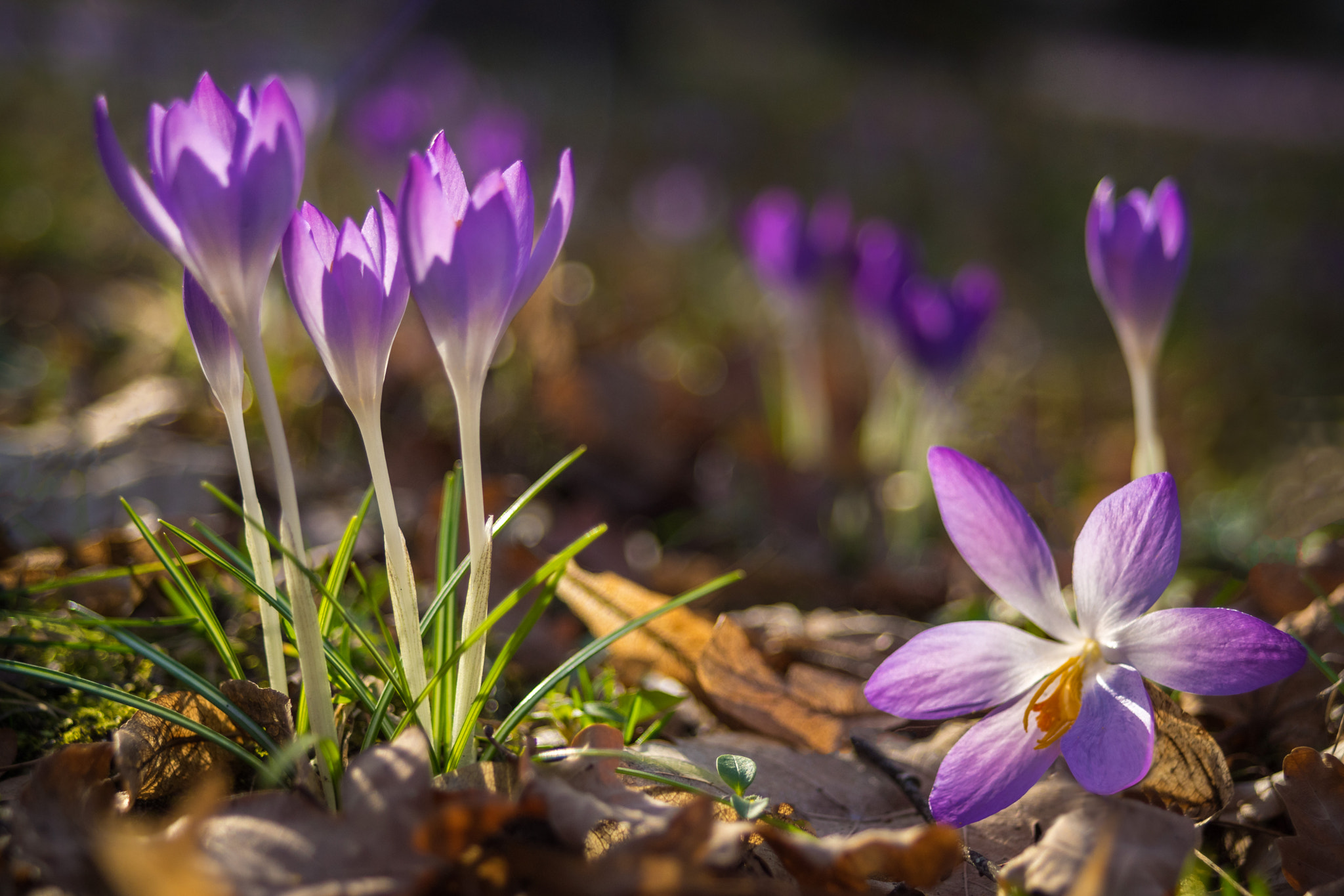 Sony a7 II + 35-70mm F4 sample photo. Spring is finally here photography