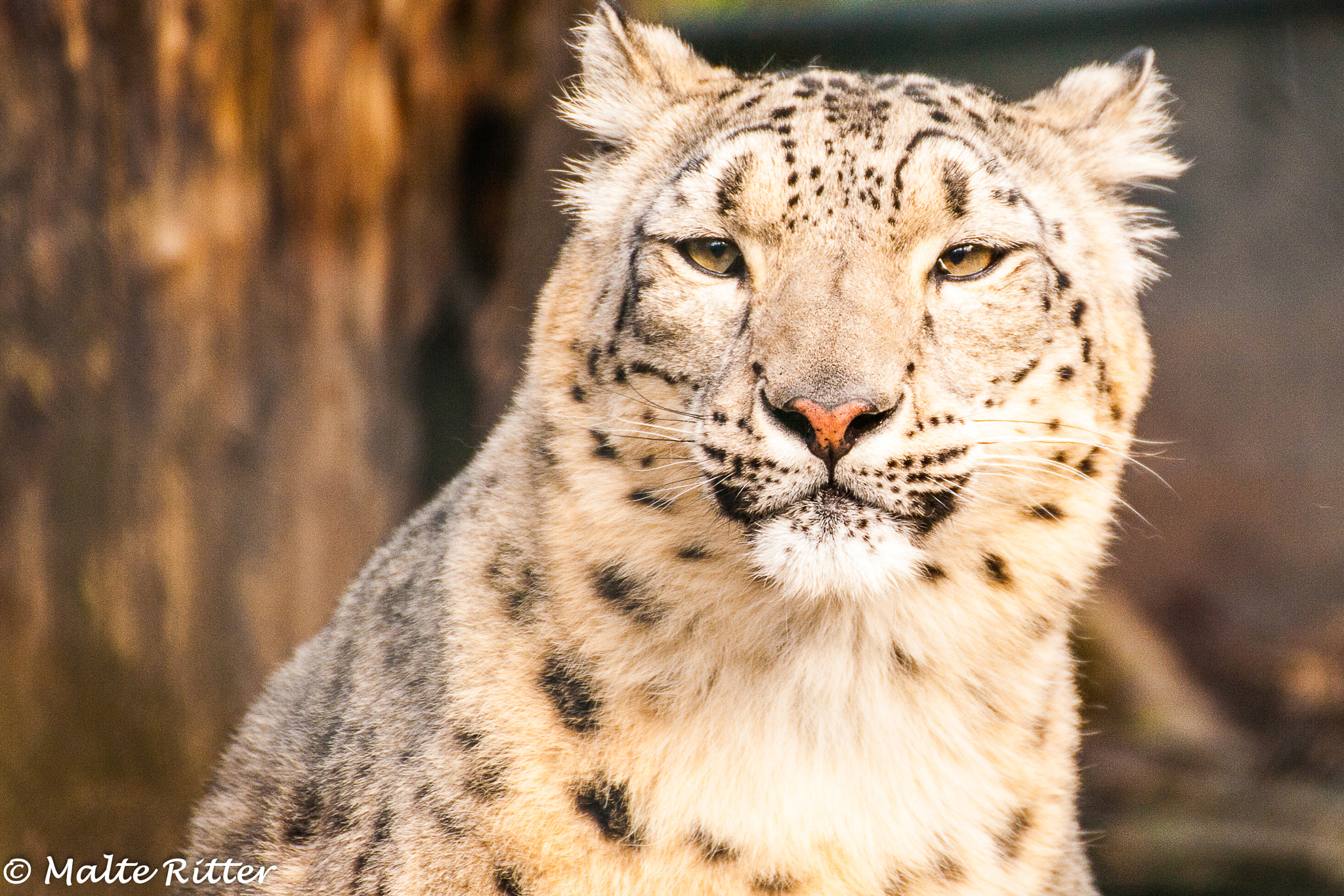Tamron SP 35mm F1.8 Di VC USD sample photo. Schneeleopard photography