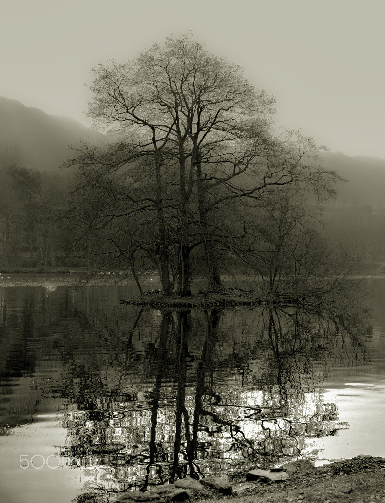 Nikon AF-S Nikkor 24-120mm F4G ED VR sample photo. Lonely tree photography
