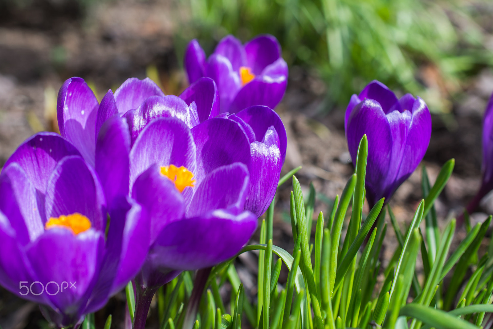 Nikon AF-S DX Micro Nikkor 40mm F2.8 sample photo. Krokus photography