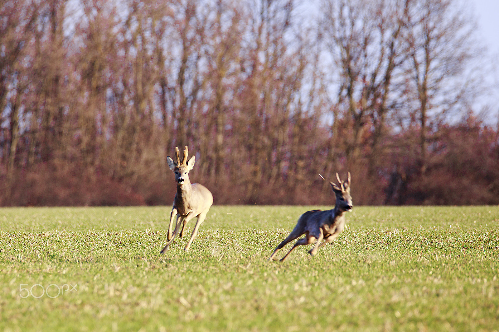 150-600mm F5-6.3 DG OS HSM | Contemporary 015 sample photo. Wild life photography