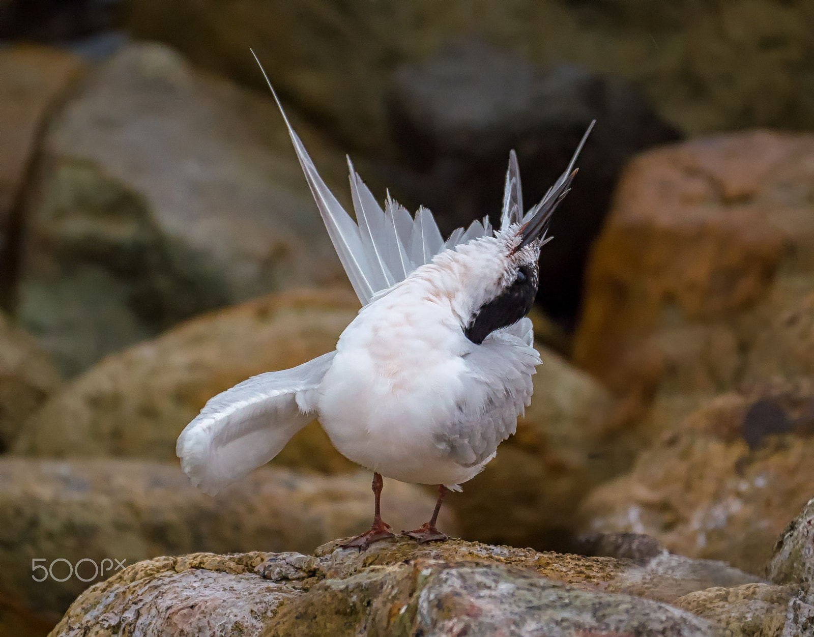 Panasonic Lumix DMC-GH4 + LEICA DG 100-400/F4.0-6.3 sample photo. White fronted tern photography