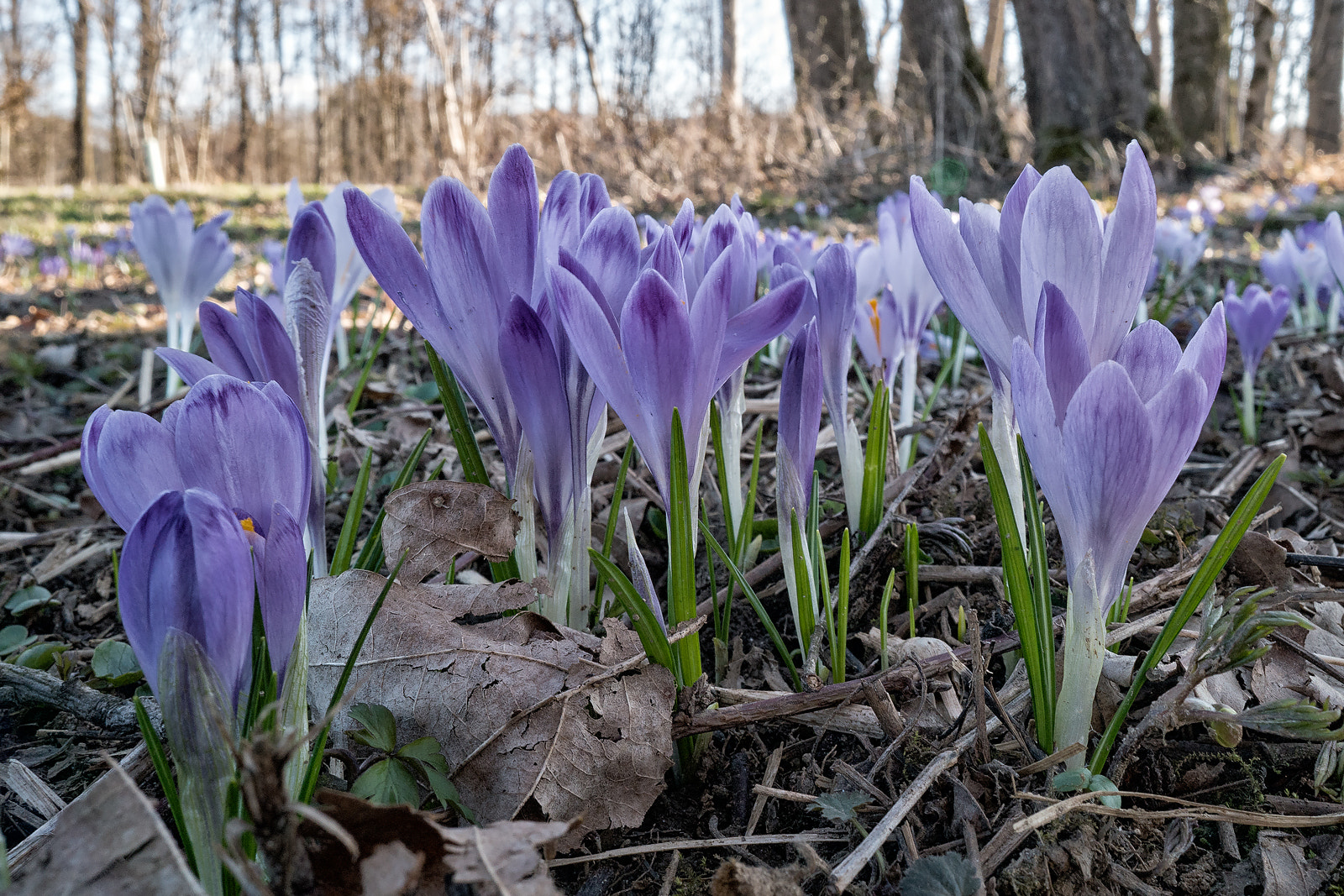 ZEISS Batis 25mm F2 sample photo. Krokusse photography