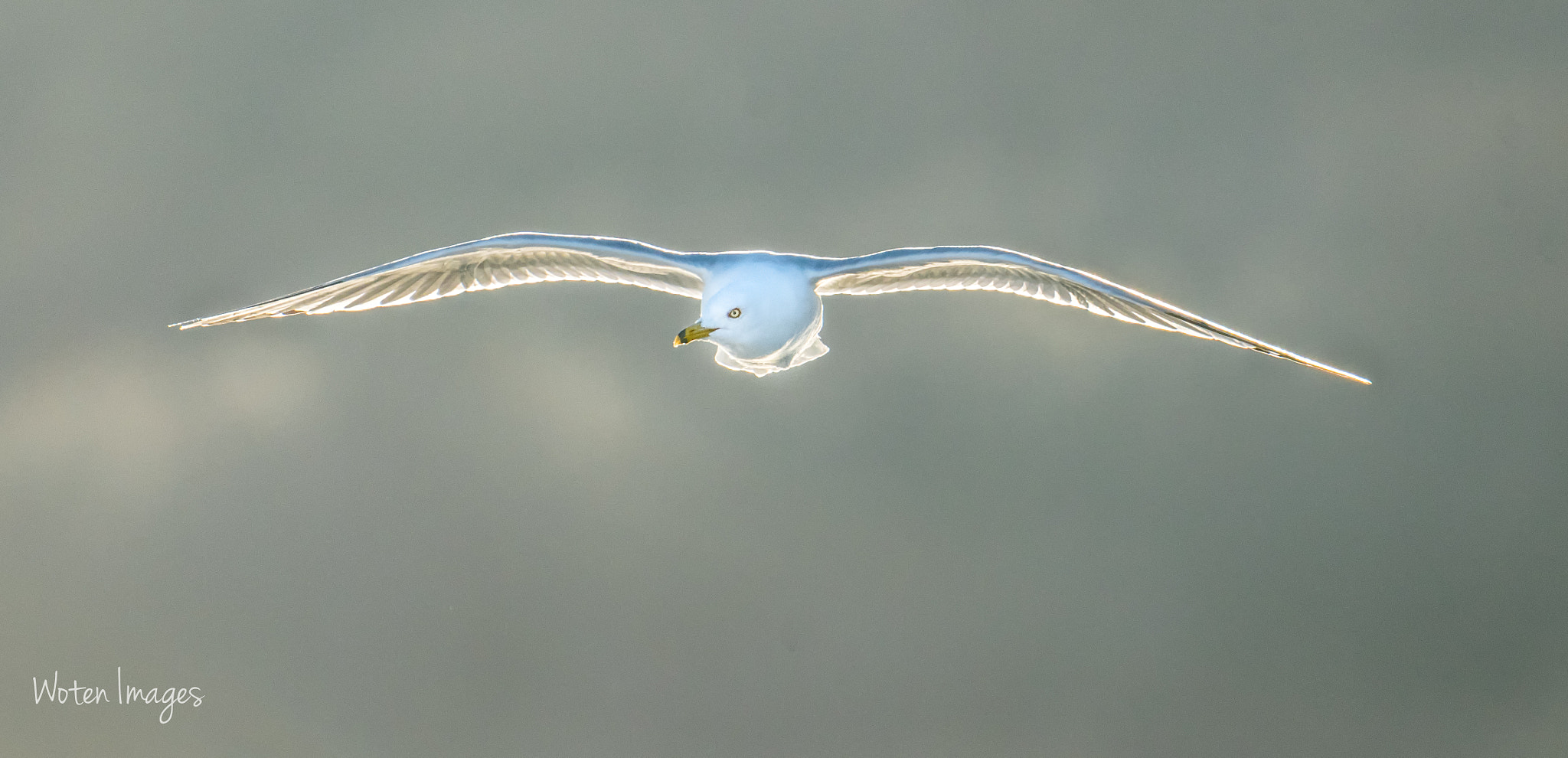 Nikon D500 + Sigma 50mm F2.8 EX DG Macro sample photo. Gull approaches photography