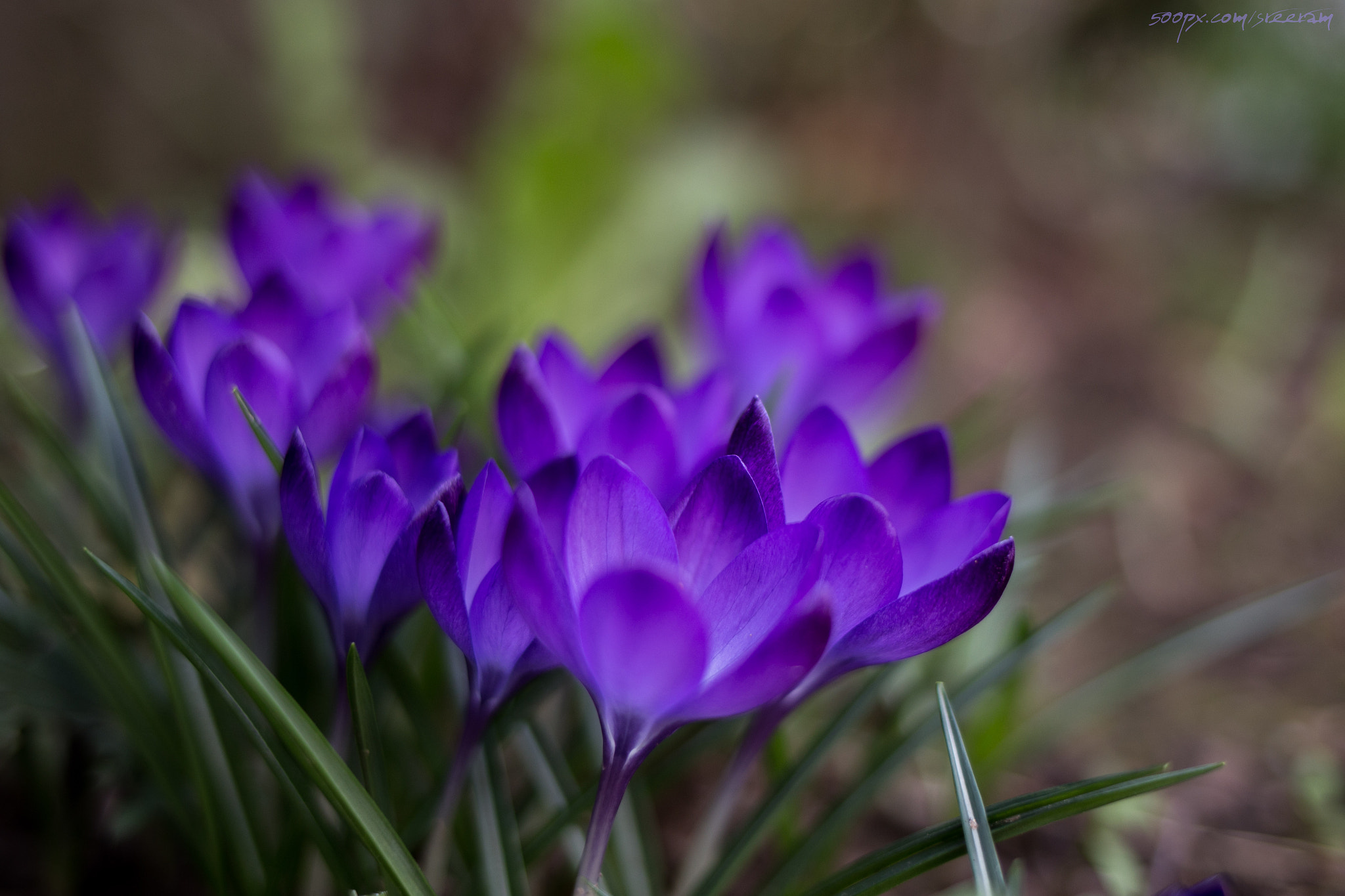 Canon EF 35mm F2 IS USM sample photo. Roadside beauty! photography