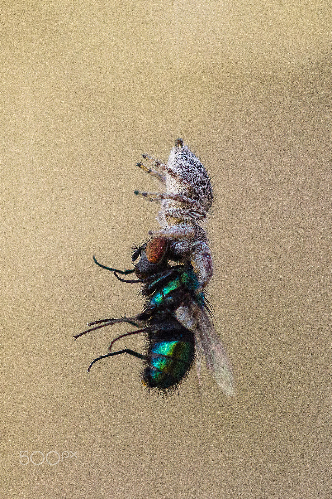 MACRO 50mm F2.8 sample photo. Dining on the fly photography