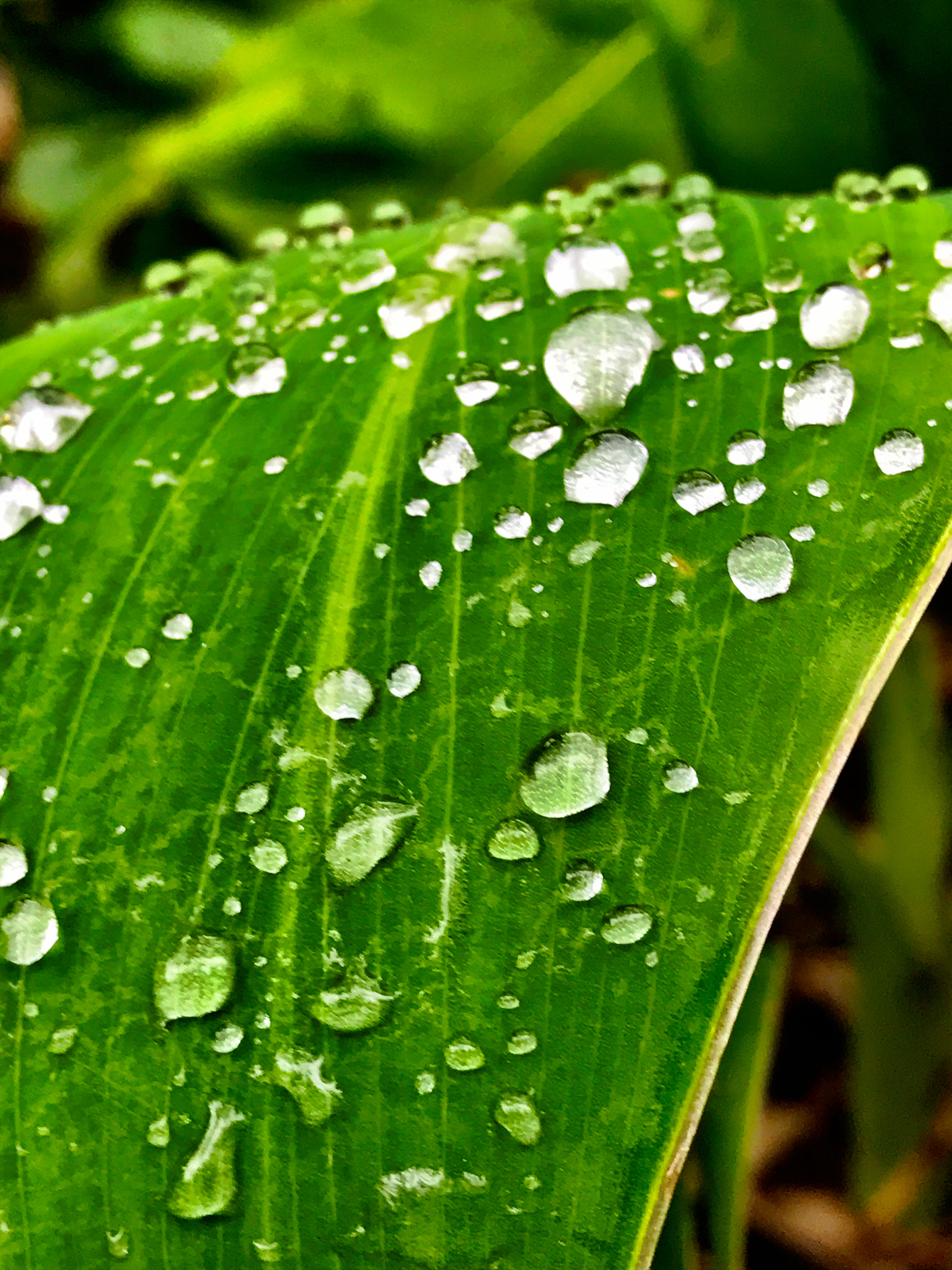 Apple iPhone9,4 sample photo. Raindrops on leaf photography