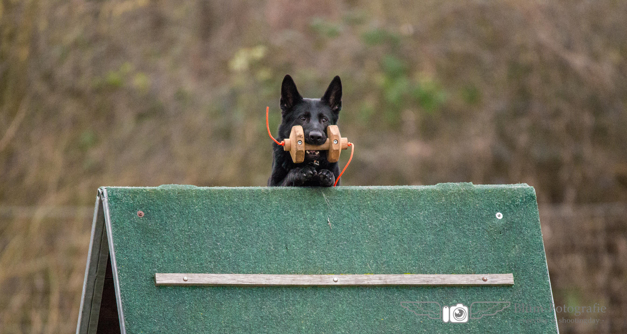 150-600mm F5-6.3 DG OS HSM | Sports 014 sample photo. Jump... photography