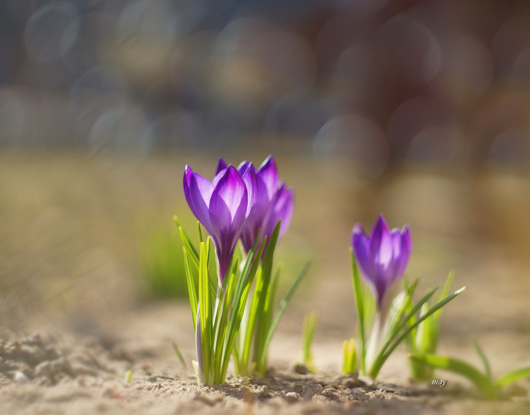 Sony SLT-A65 (SLT-A65V) + Minolta AF 50mm F1.7 sample photo. New spring photography