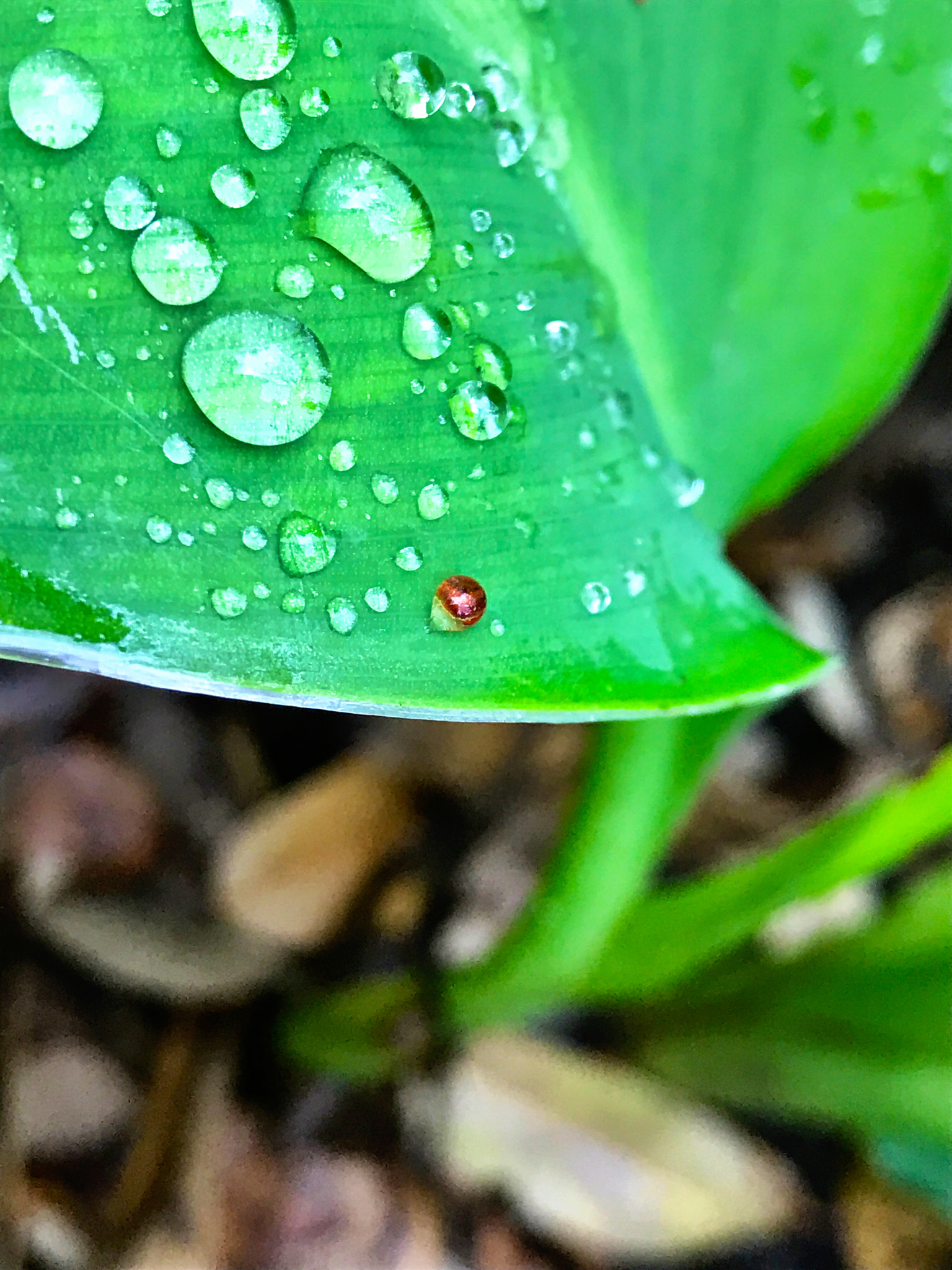 Apple iPhone9,4 sample photo. Raindrops on canna leaf photography
