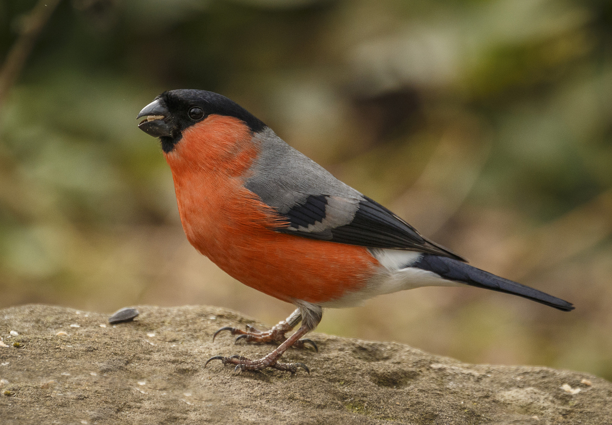 Canon EOS 70D + Canon EF 70-300mm F4-5.6L IS USM sample photo. Bull finch photography