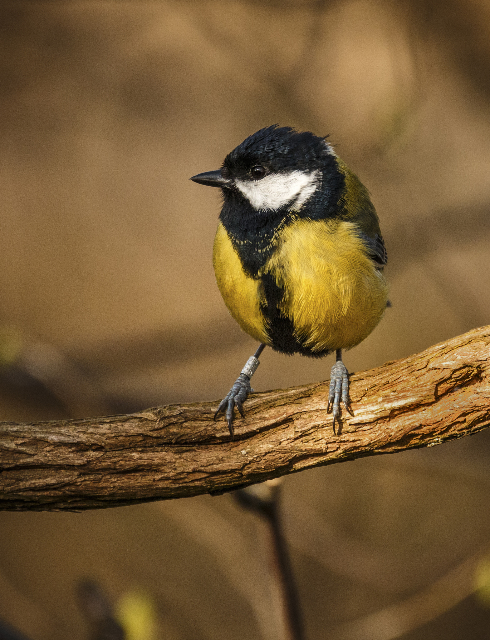 Canon EF 70-300mm F4-5.6L IS USM sample photo. Great tit photography