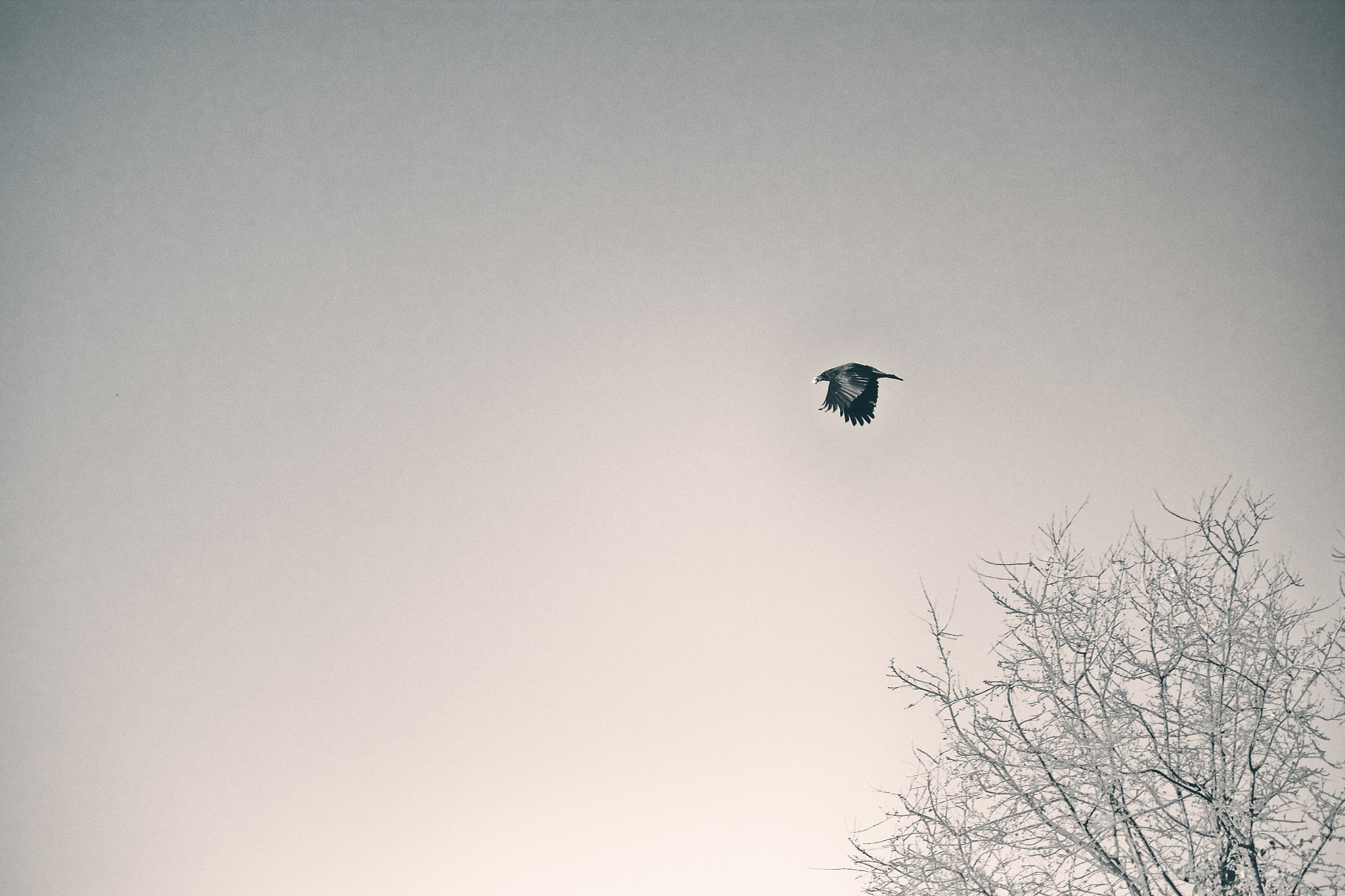 Canon EF-S 55-250mm F4-5.6 IS sample photo. Winter crow photography