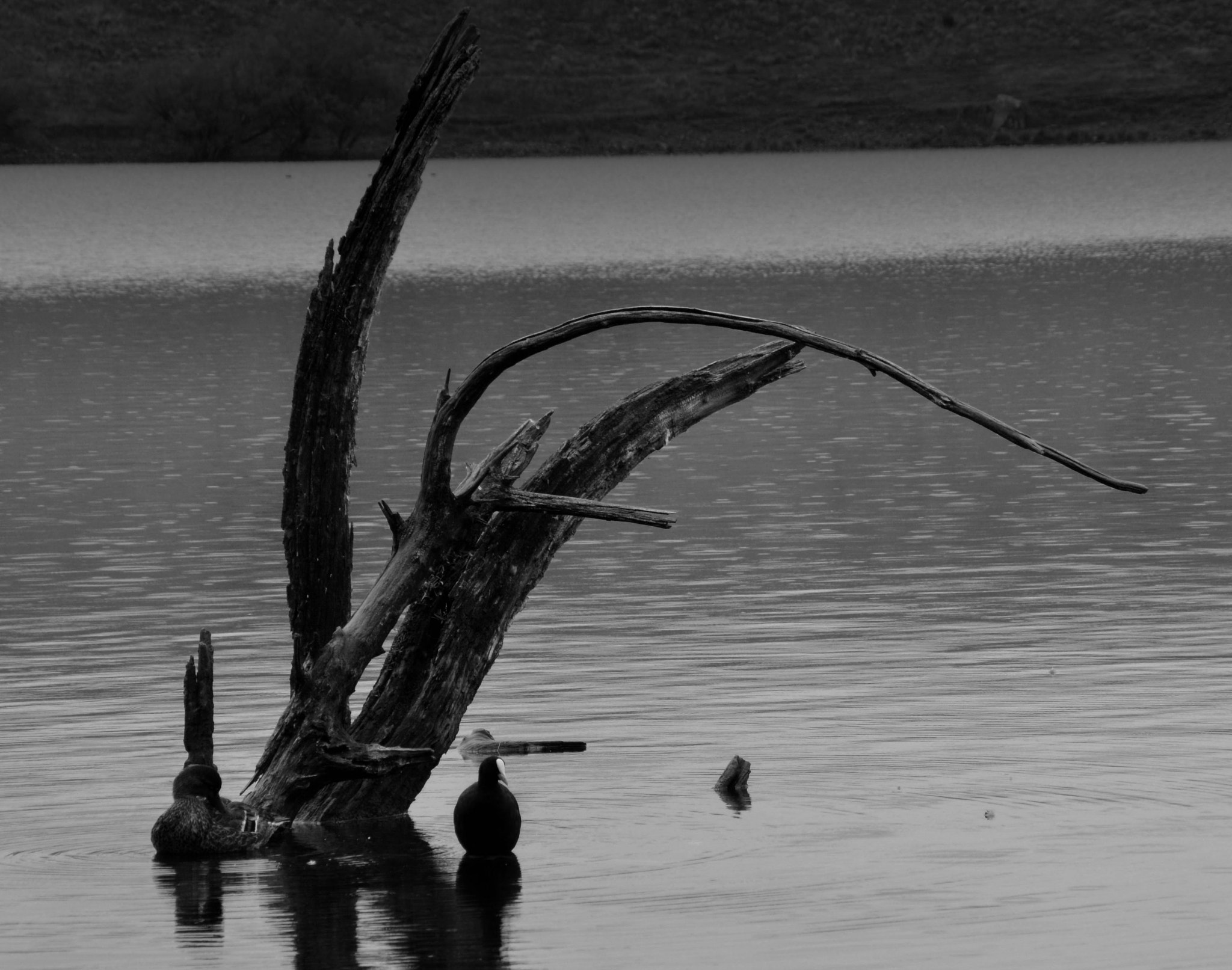 Sigma 28-300mm F3.5-6.3 DG Macro sample photo. Lake mcgreggor photography