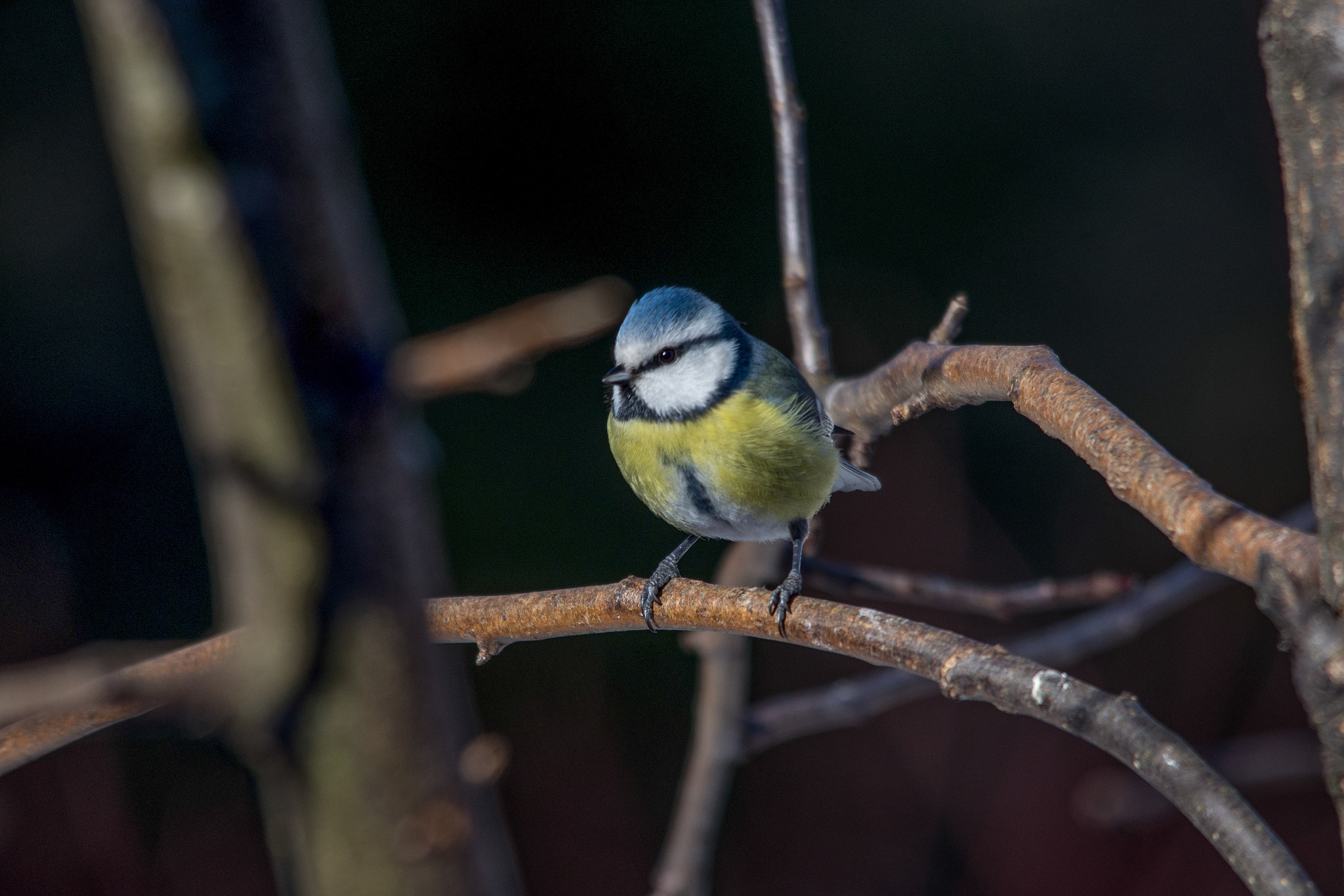 Sigma 150-500mm F5-6.3 DG OS HSM sample photo. Eurasian blue tit photography