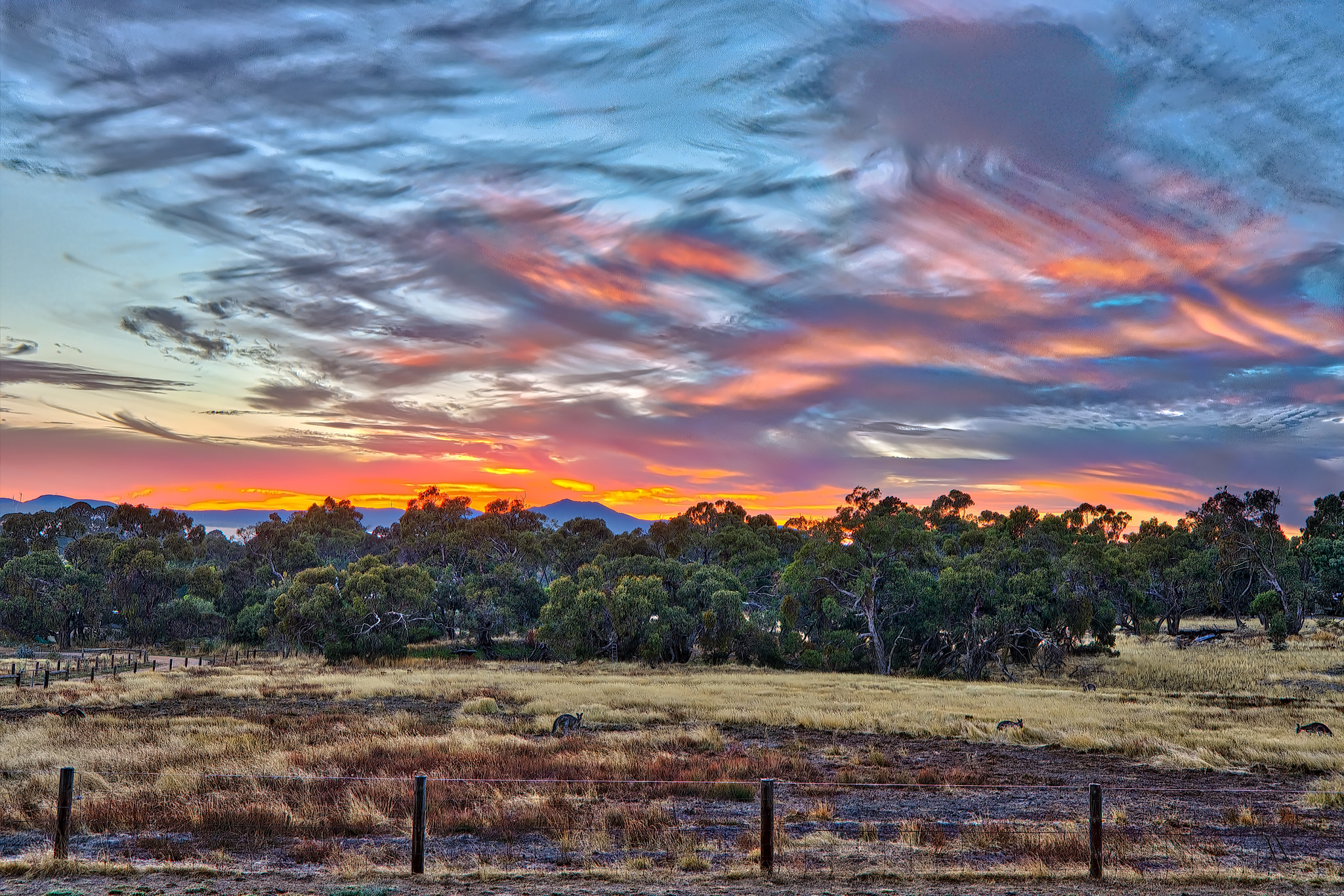 Nikon D7200 sample photo. Kangaroo sunrise photography
