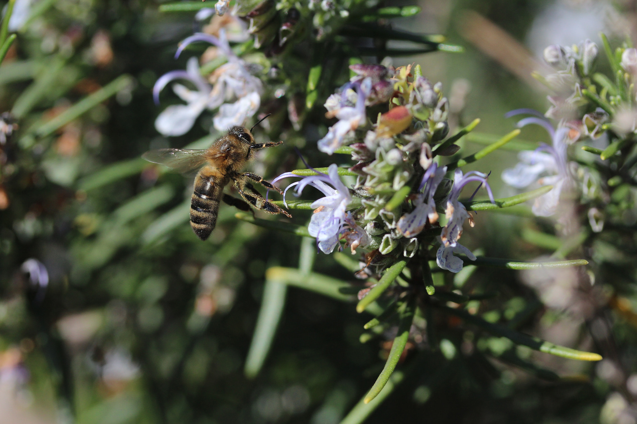 Canon EF-S 60mm F2.8 Macro USM sample photo. Img photography