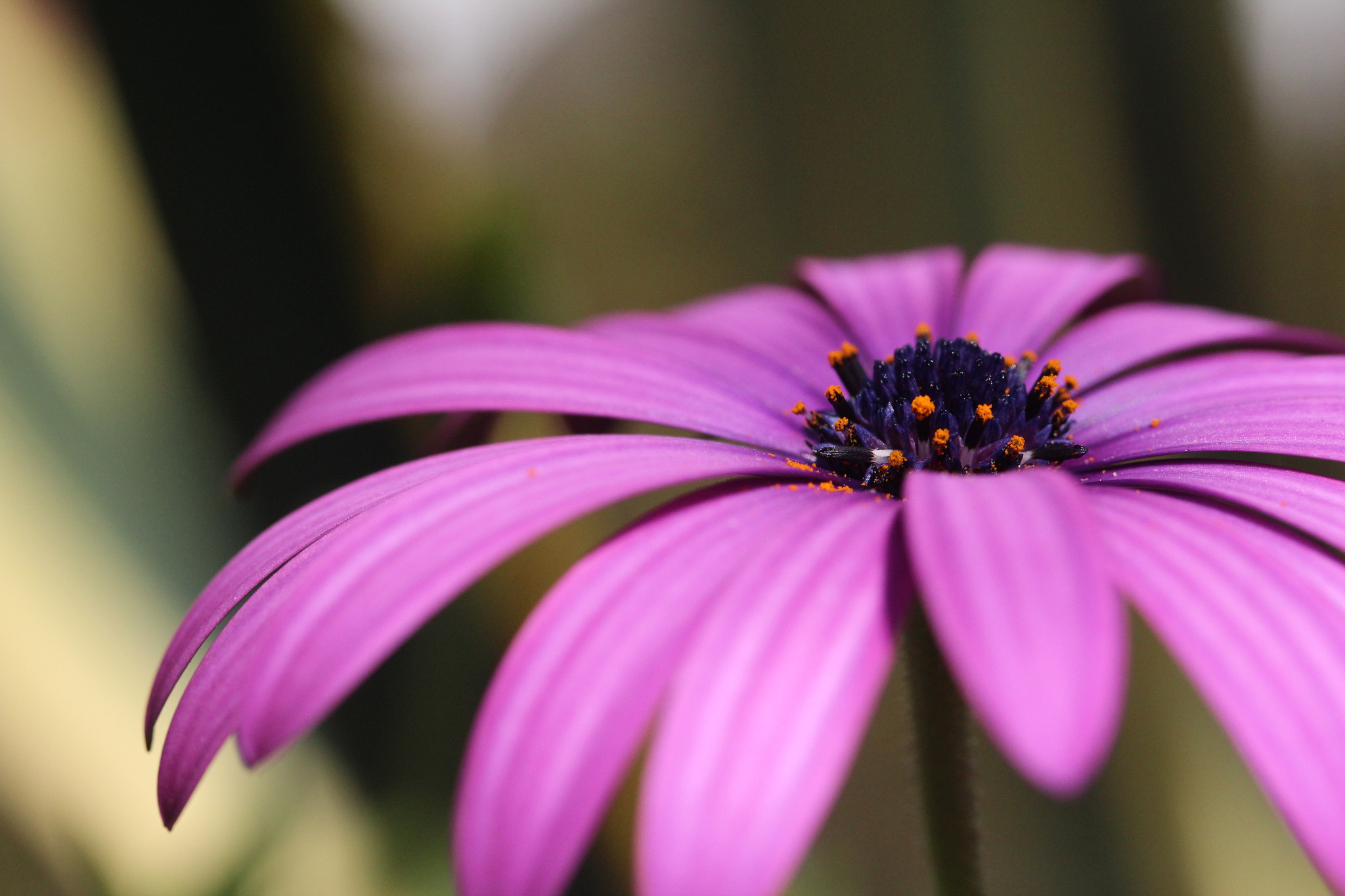 Canon EF-S 60mm F2.8 Macro USM sample photo. Img photography