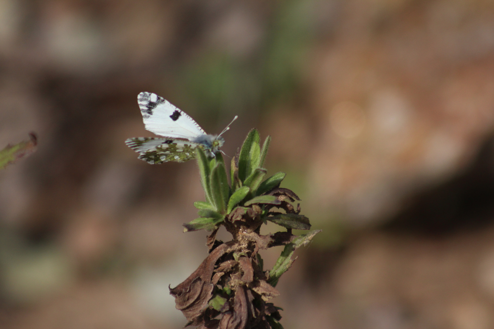 Canon EF 75-300mm f/4-5.6 USM sample photo. Img photography