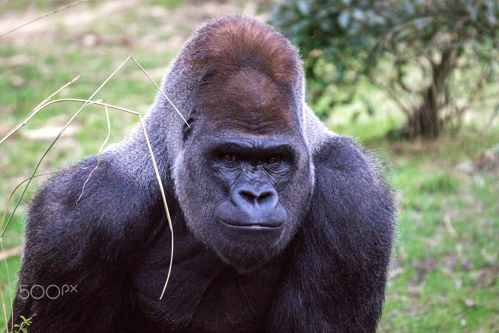 Sony 70-300mm F4.5-5.6 G SSM sample photo. A close-up of a gorilla in his habitat photography