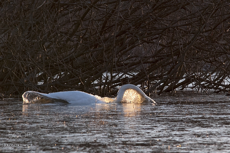 Nikon AF-S Nikkor 300mm F2.8G ED VR II sample photo. Morning swan photography