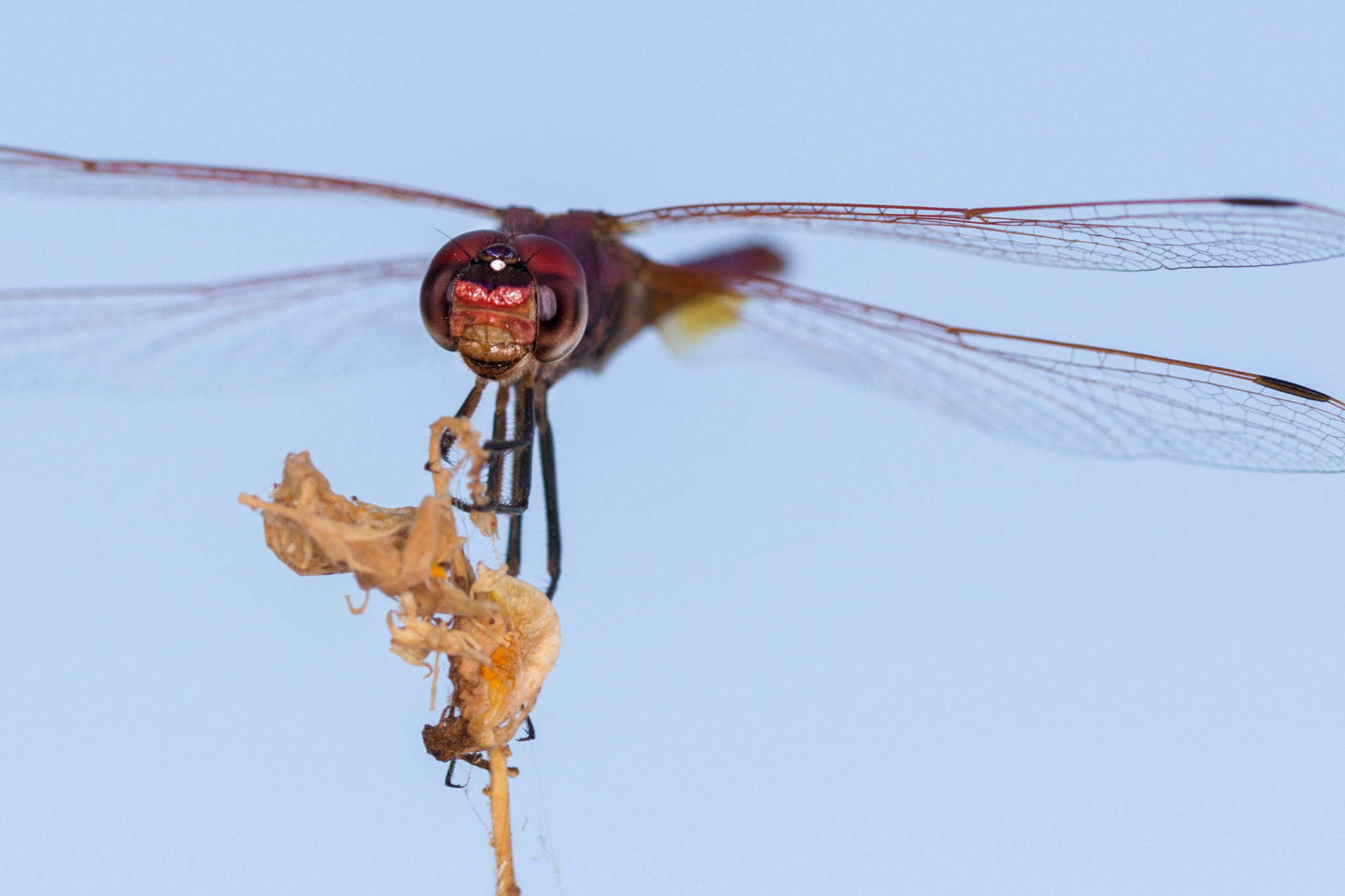 Sigma 105mm F2.8 EX DG OS HSM sample photo. Red dragonfly  220816-6634 photography