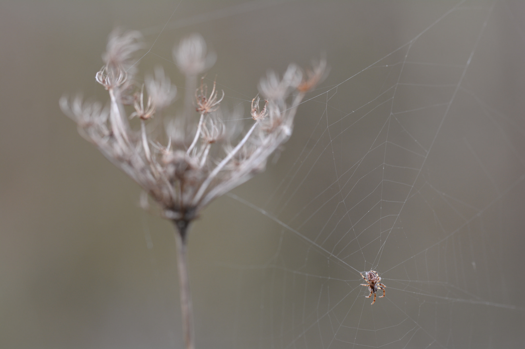 Sigma 105mm F2.8 EX DG OS HSM sample photo. Waiting photography