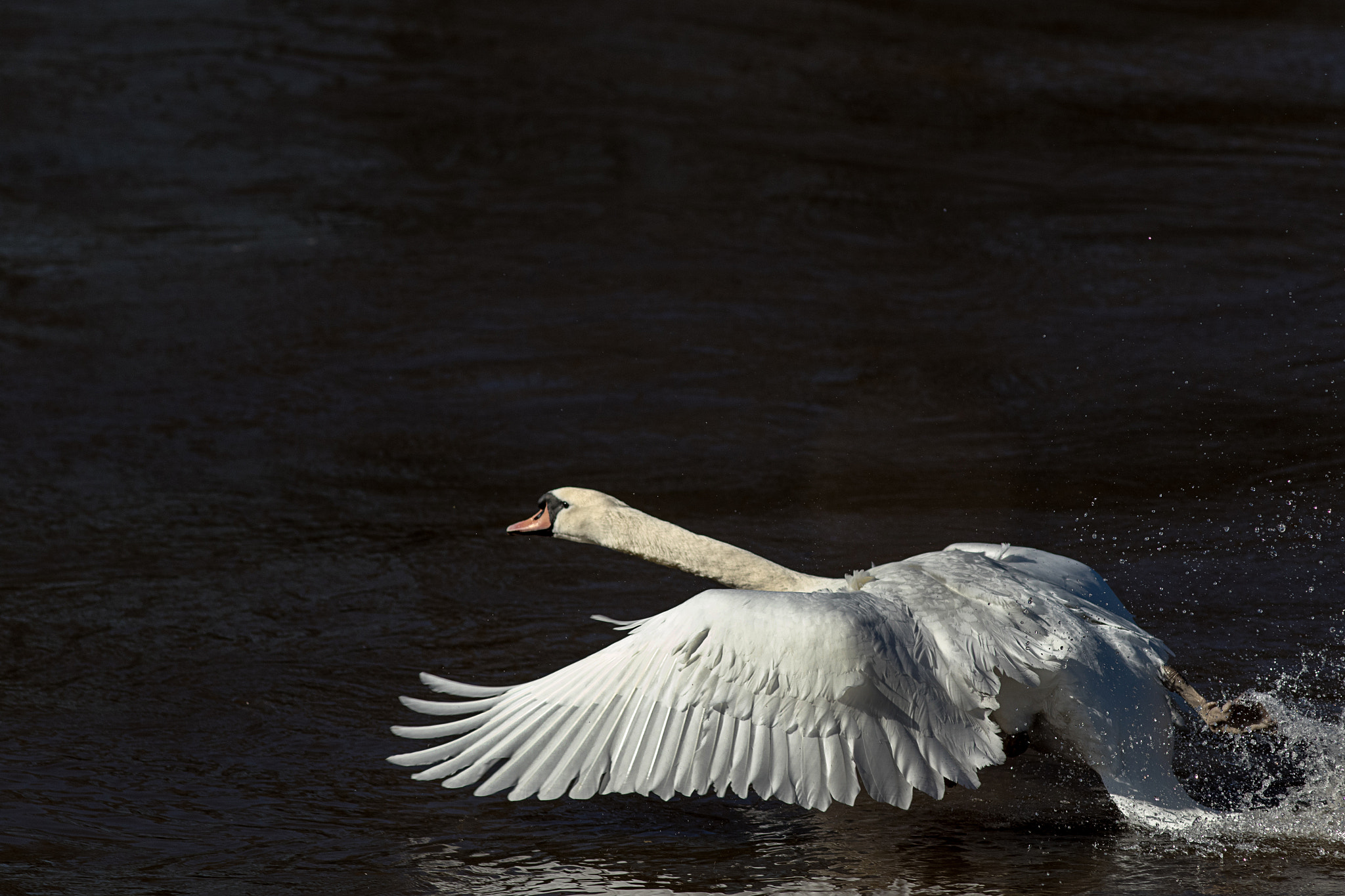 Canon EF 200mm F2.8L II USM sample photo. Schwan enz photography