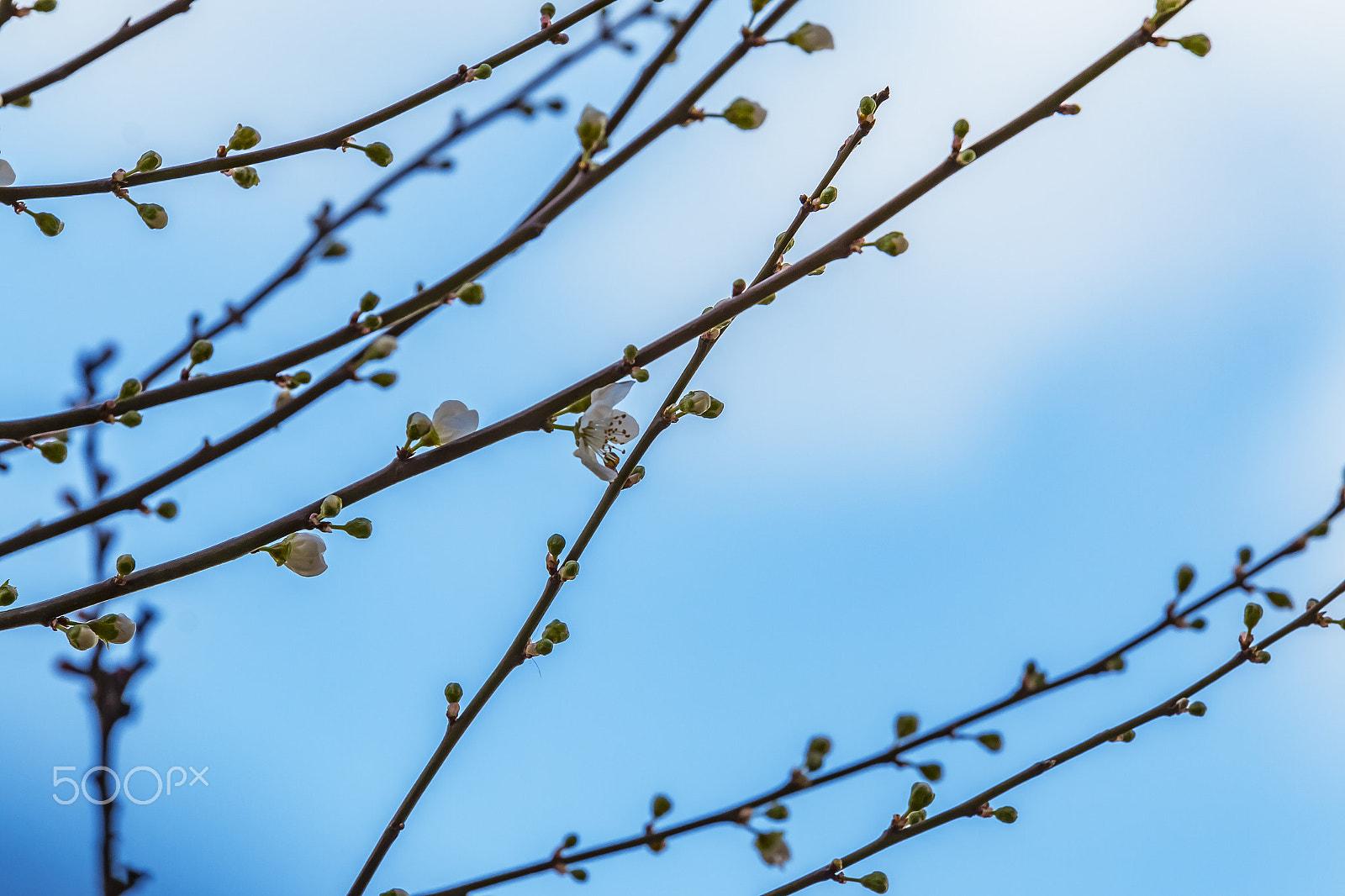 Canon EOS 70D + Canon EF 70-200mm F4L USM sample photo. First days of spring photography