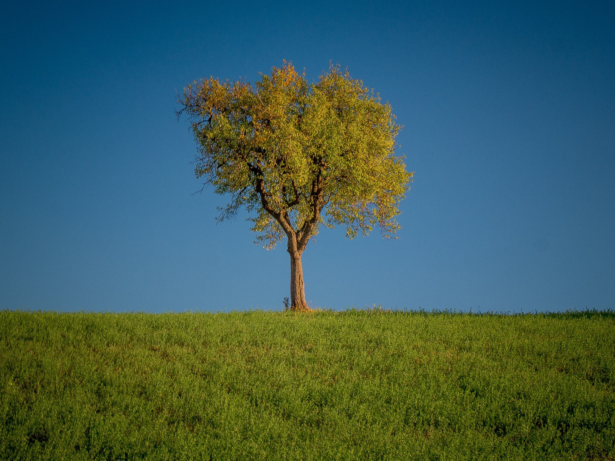 Panasonic Lumix DMC-G6 sample photo. Lonely little oak photography