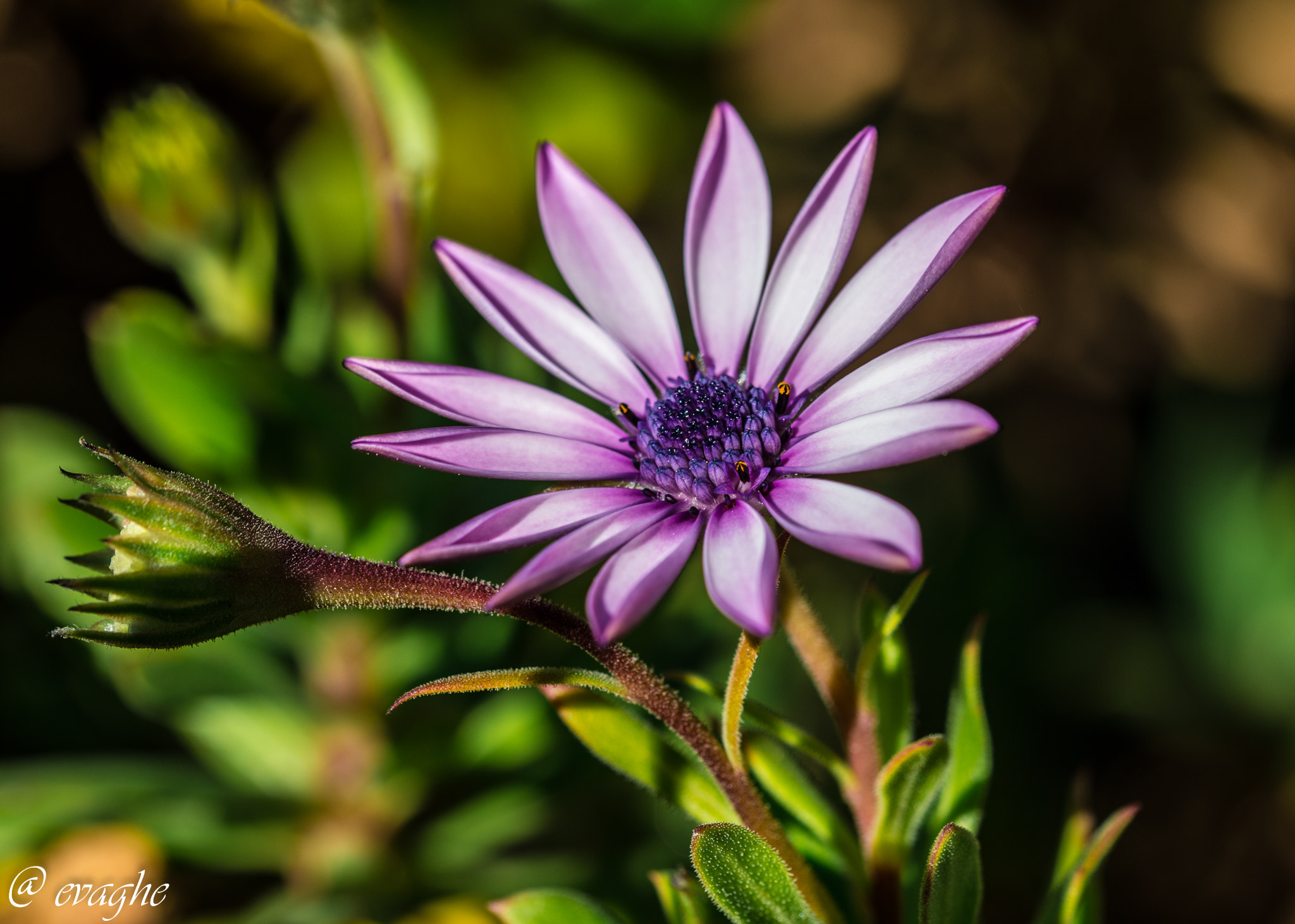 Sigma 105mm F2.8 EX DG OS HSM sample photo. Daisy photography