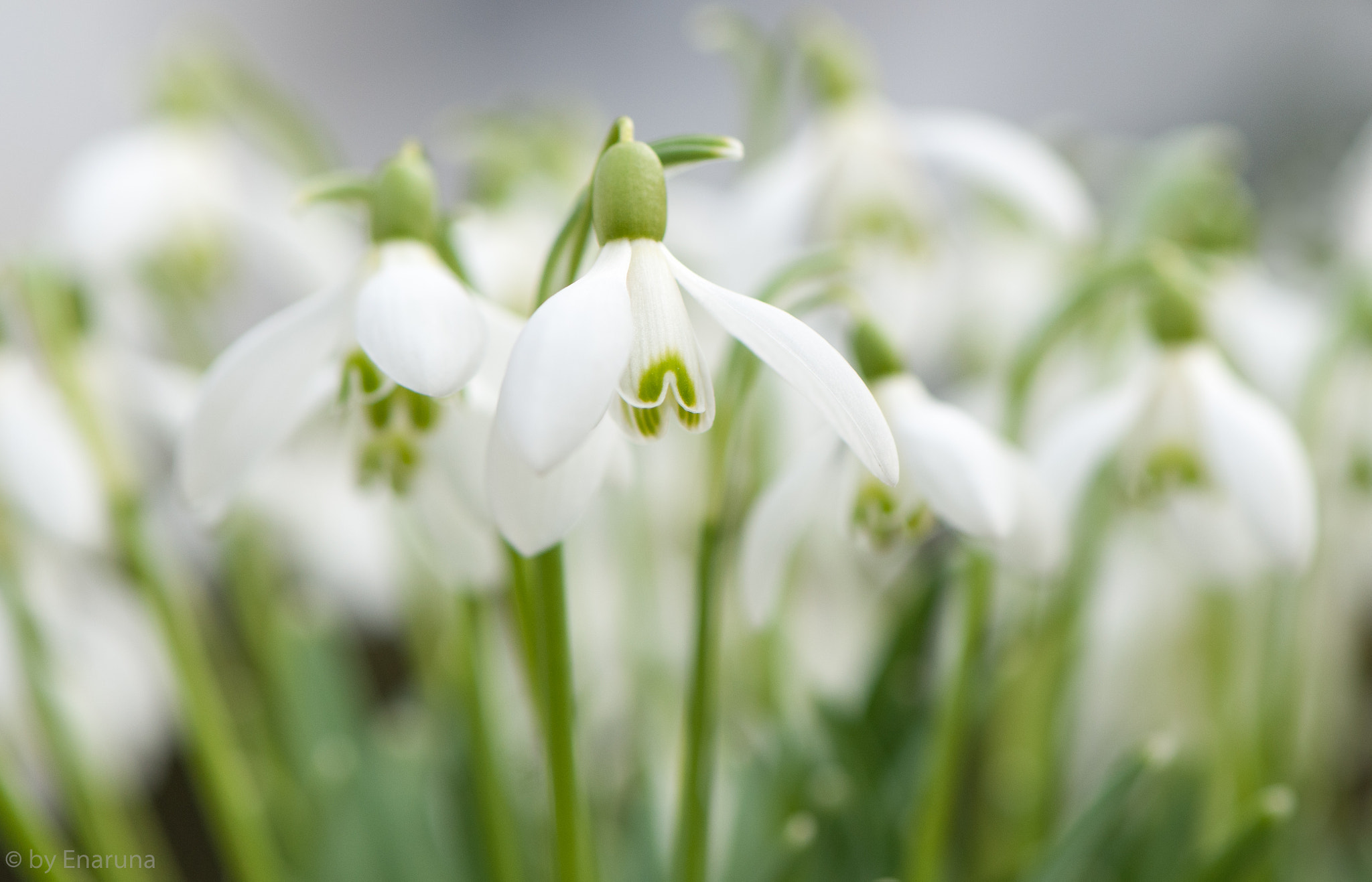 Nikon AF-S Micro-Nikkor 105mm F2.8G IF-ED VR sample photo. Snowdrops photography
