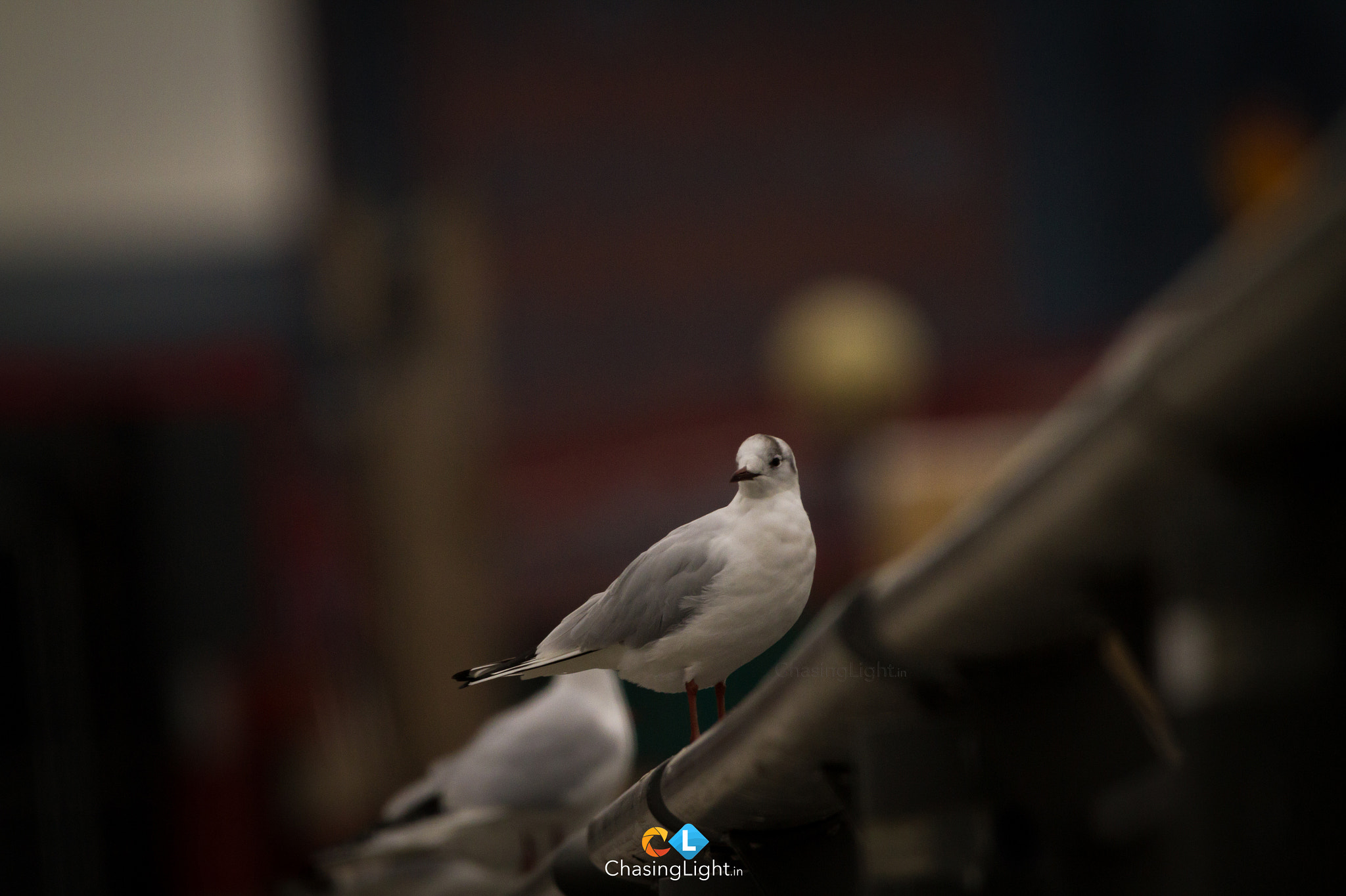 150-600mm F5-6.3 DG OS HSM | Contemporary 015 sample photo. Believe that life is worth living and your belief will help create the fact  photography