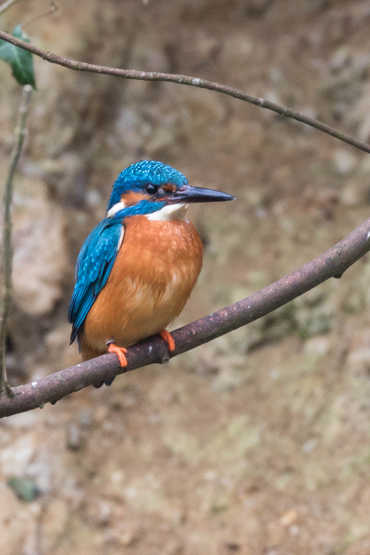 Canon EOS 760D (EOS Rebel T6s / EOS 8000D) sample photo. Kingfisher photography