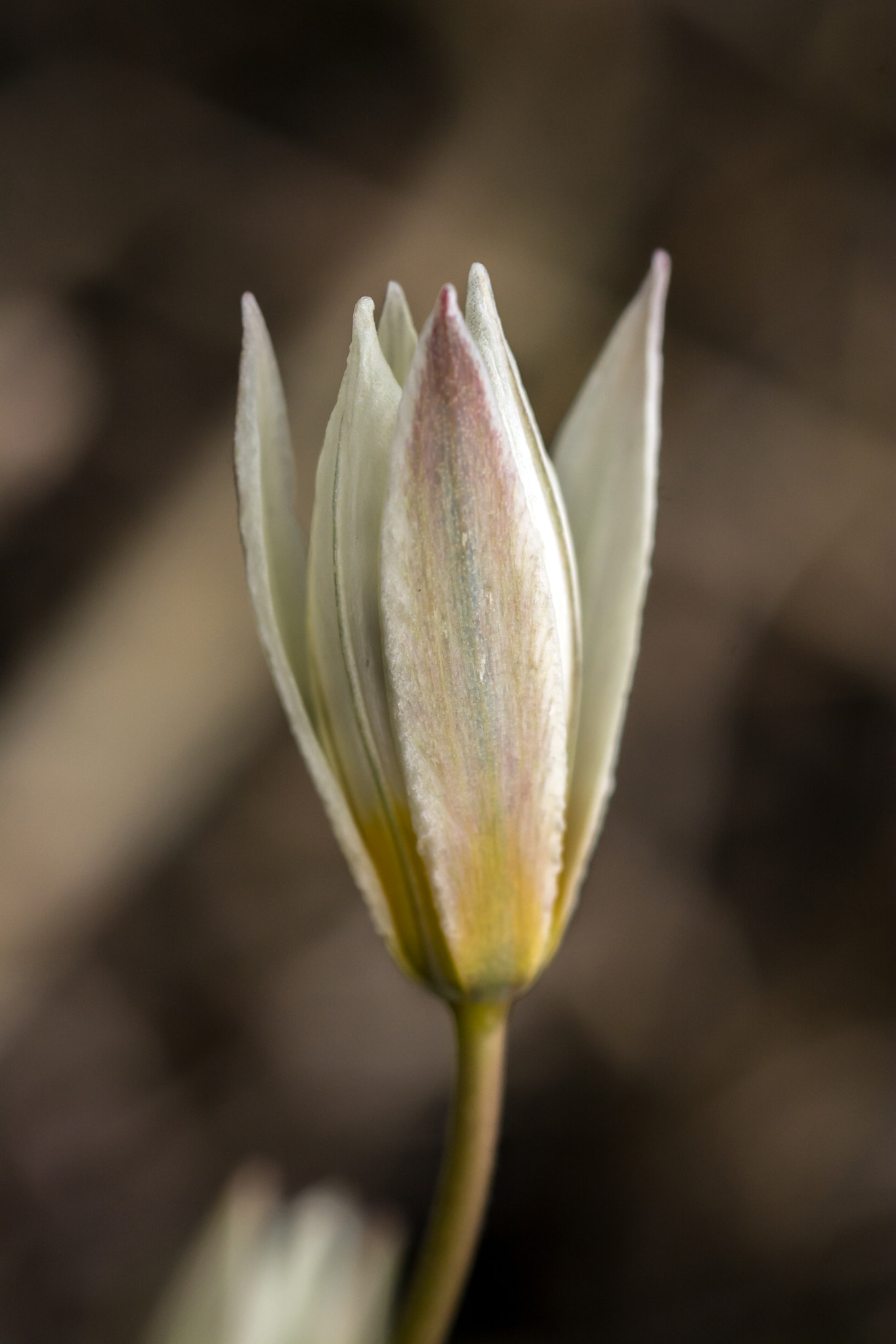 Nikon D7100 + AF Micro-Nikkor 60mm f/2.8 sample photo. A prayer for spring.... photography